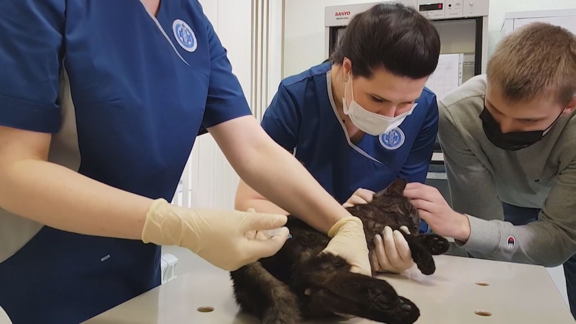 俄羅斯為動物接種自行研發的新冠疫苗