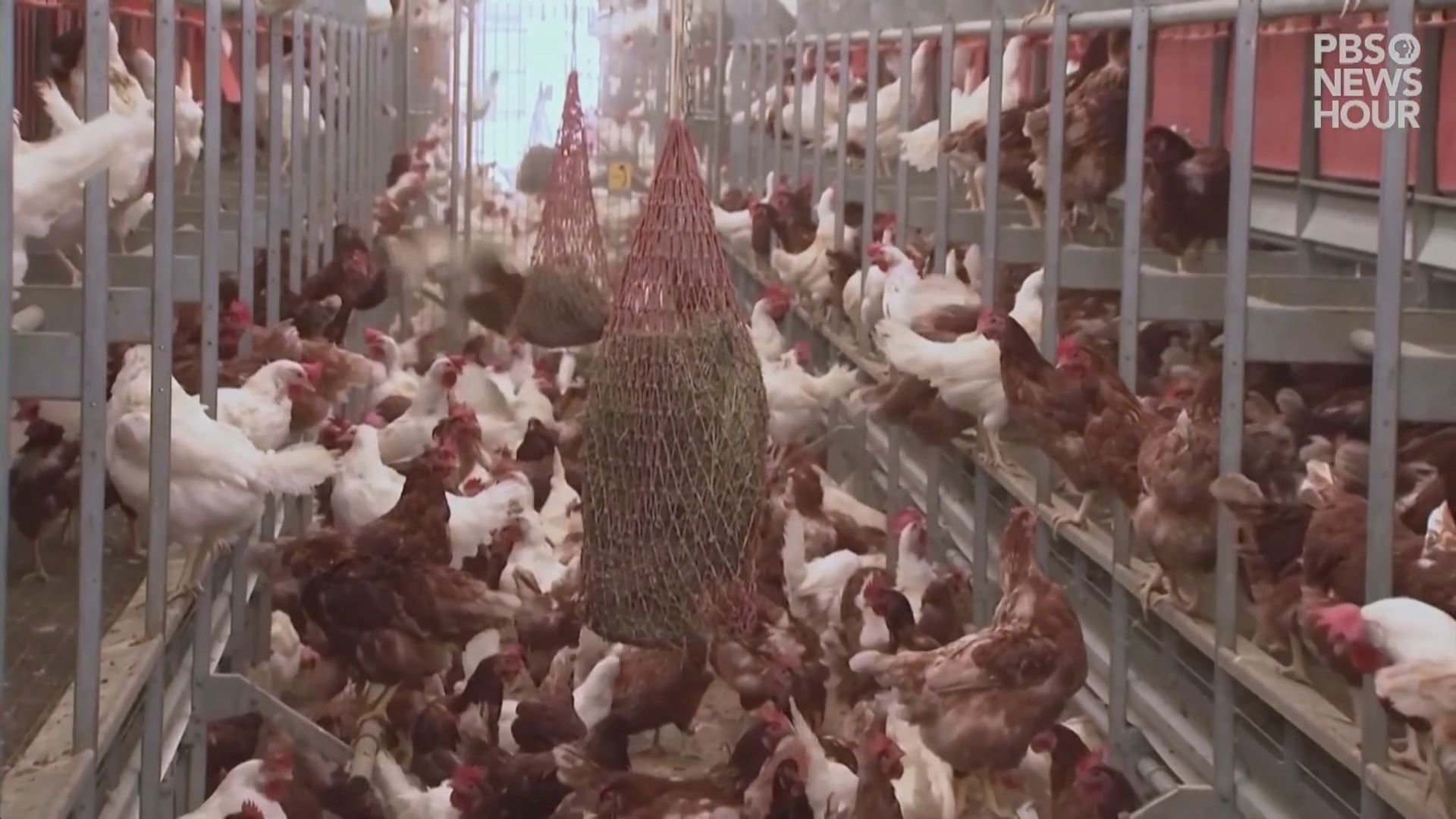 美國禽流感疫情導致雞蛋供應銳減價格急升