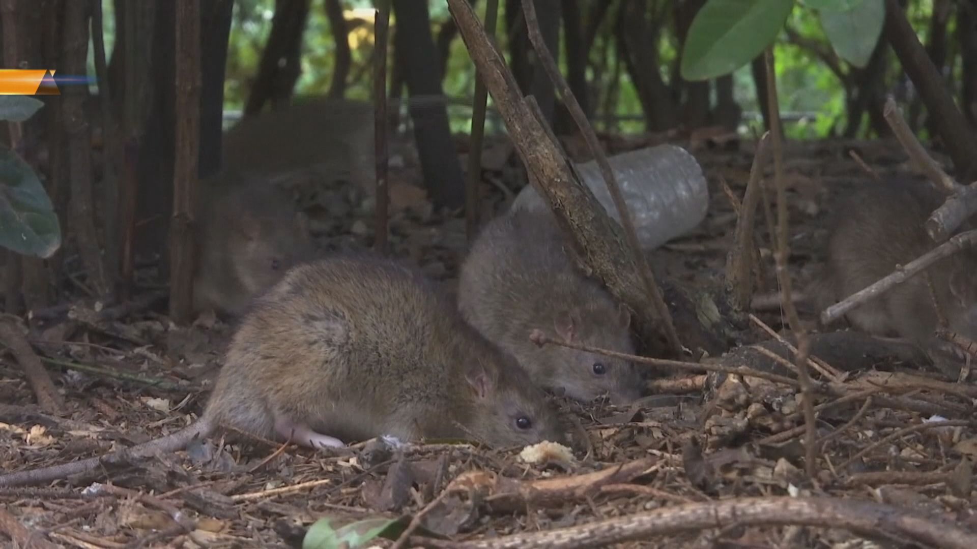 鍾南山團隊：新冠病毒中間宿主或為嚙齒類動物