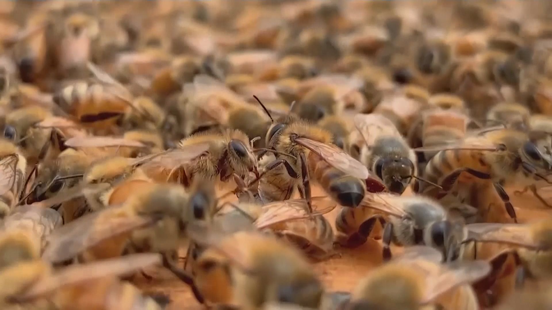荷蘭研究團隊成功訓練蜜蜂識別新冠病毒