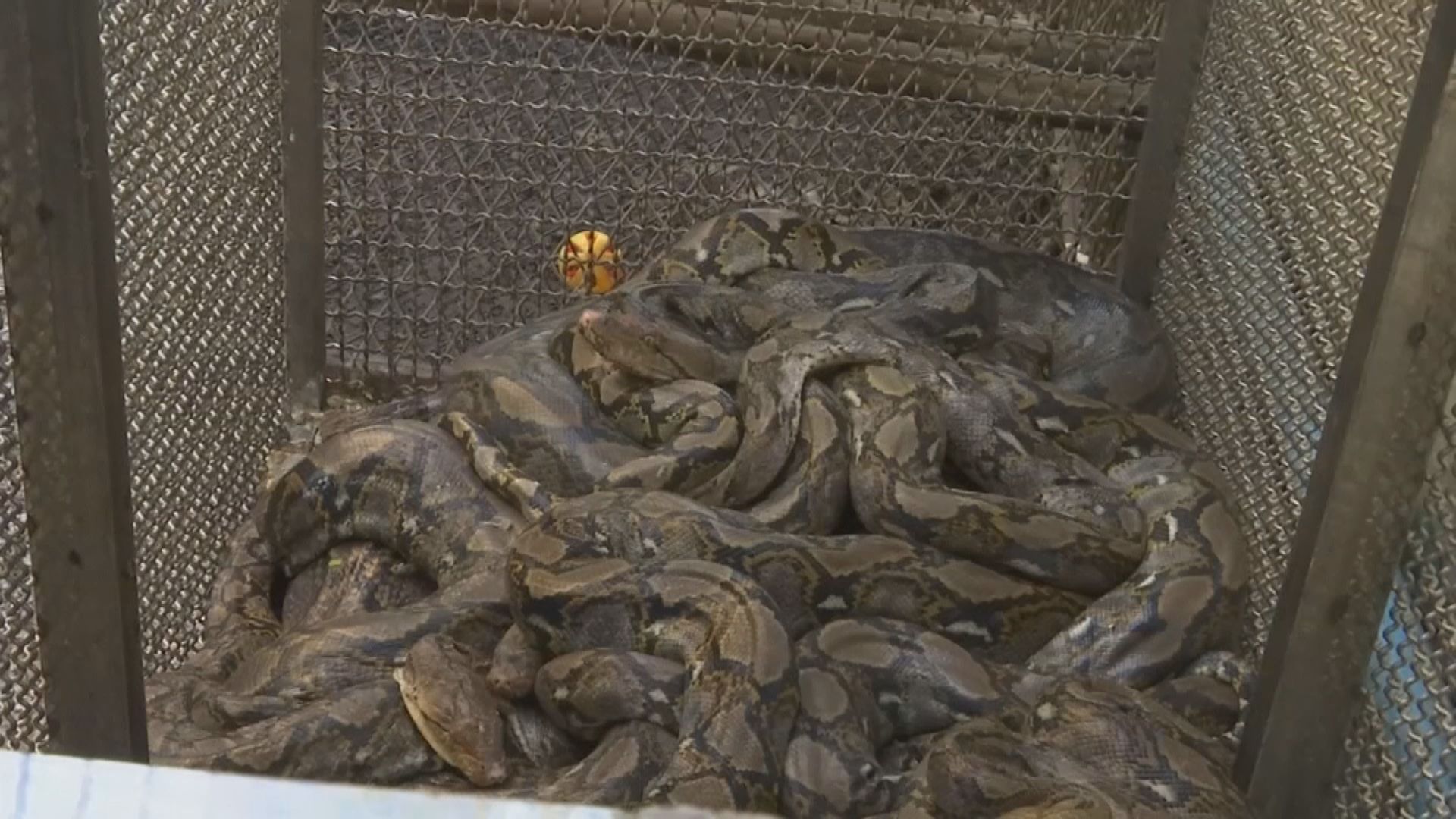 專家推測新型冠狀病毒源頭來自蛇