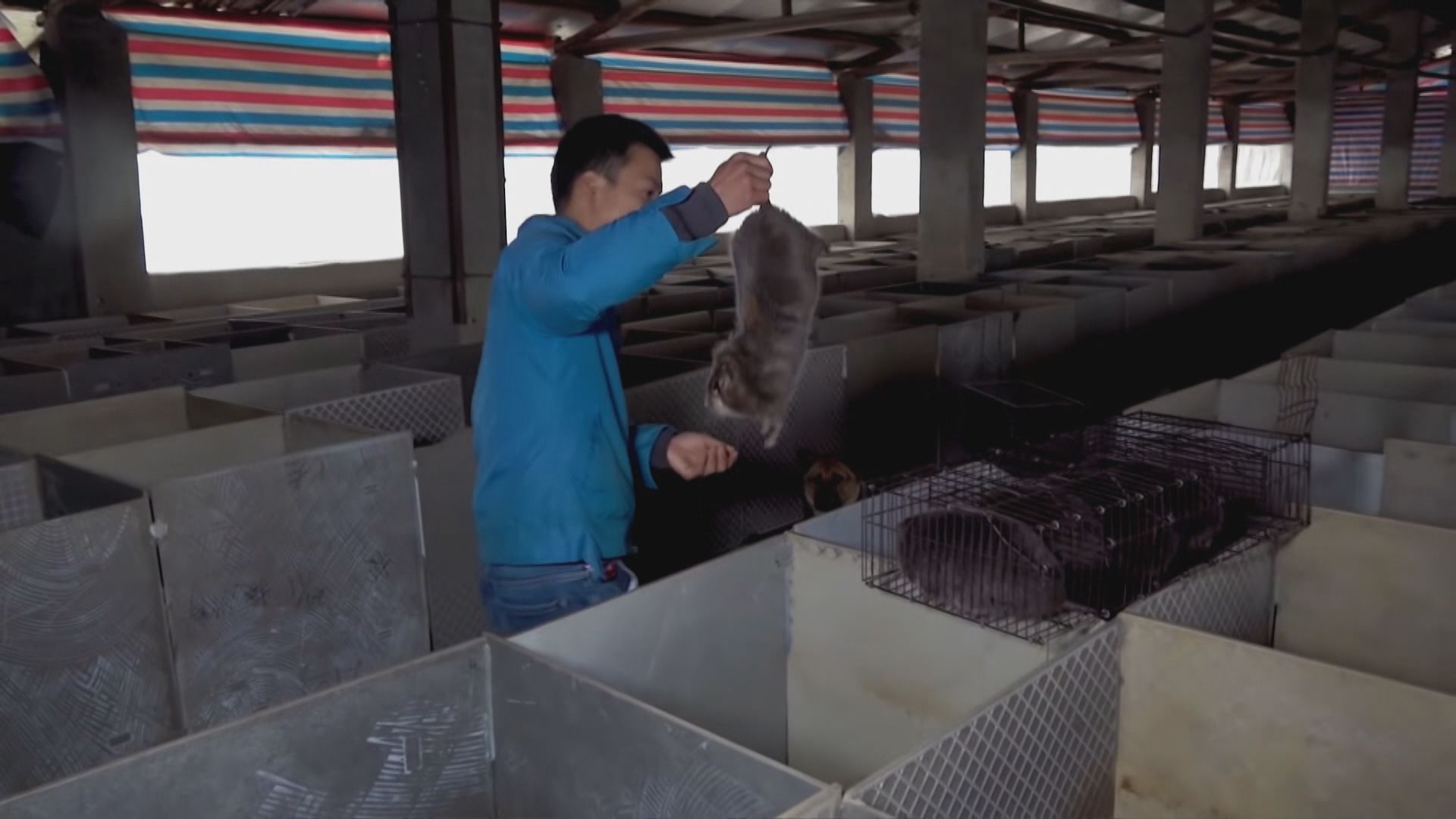 內地野味商販據報借養殖場名義出售野味