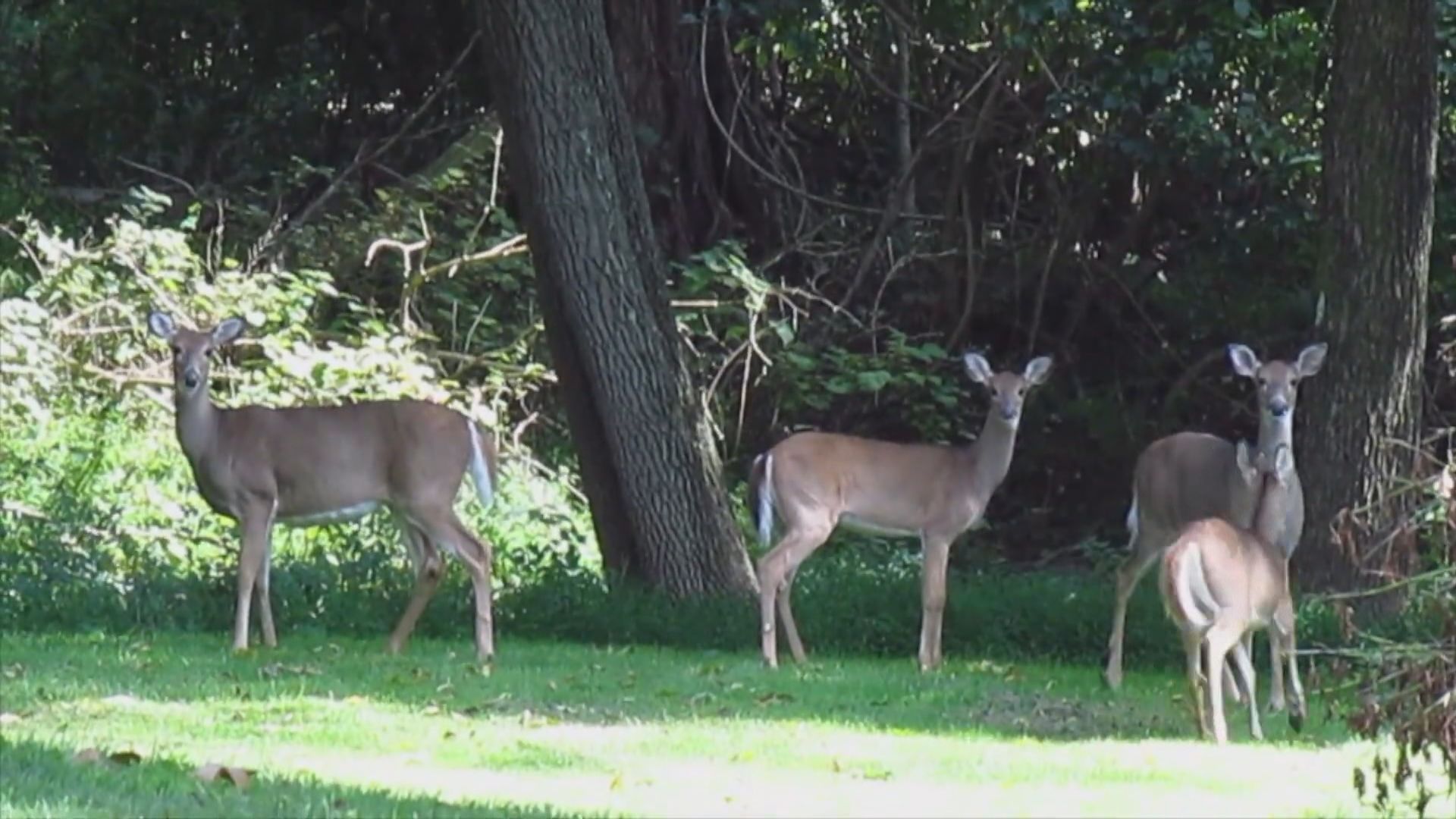 美國野生白尾鹿驗出Omicron　憂成新變種宿主