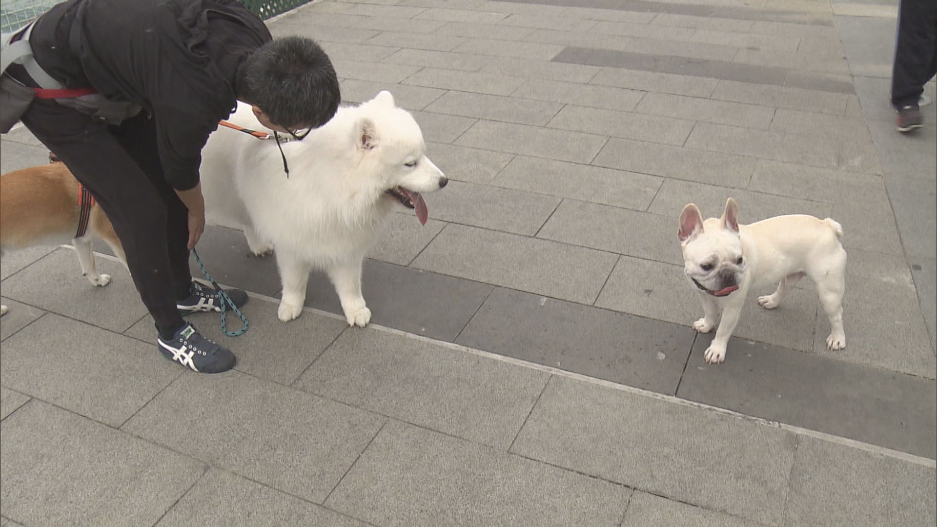 漁護署：未發現狗隻會互相傳染新冠病毒或傳給人類