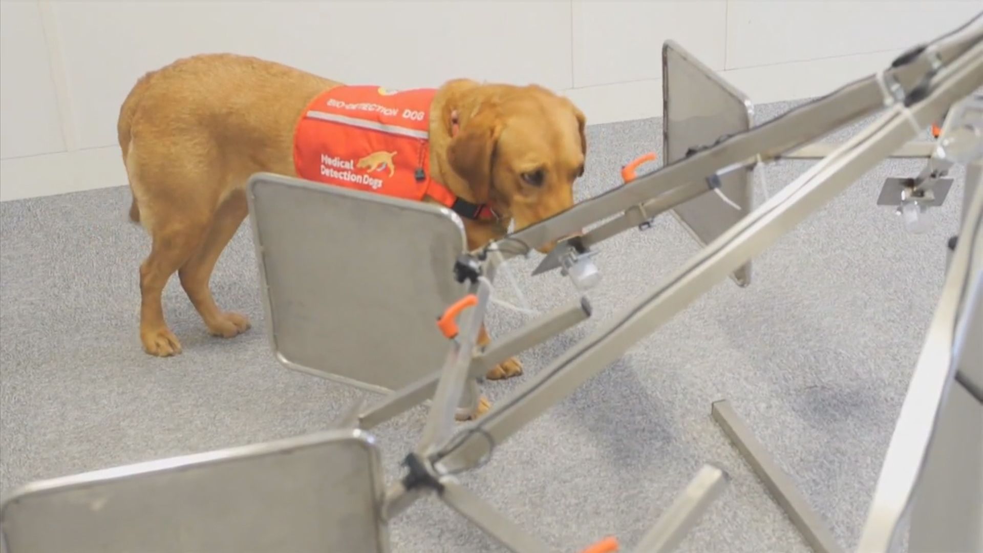 研究訓練狗隻利用嗅覺偵測新冠病毒患者