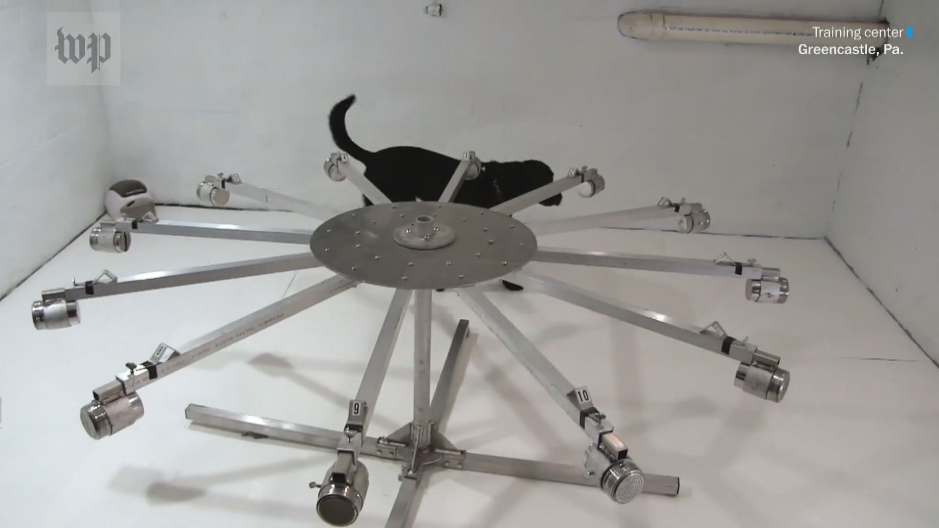 芬蘭機場試用「緝毒犬」檢測　同類研究指準確度逾九成