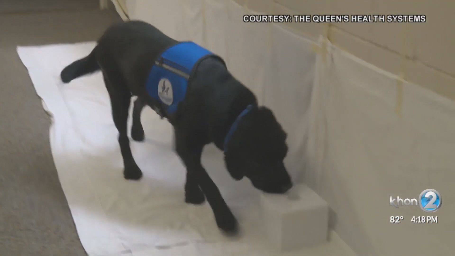 法國研究指犬隻識別新冠病毒準確度達97%