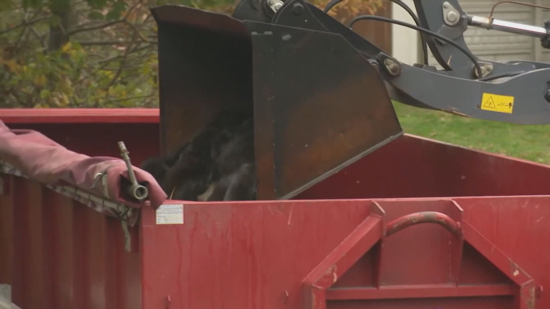 丹麥有水貂傳播變種新冠病毒　需撲殺逾1500萬水貂