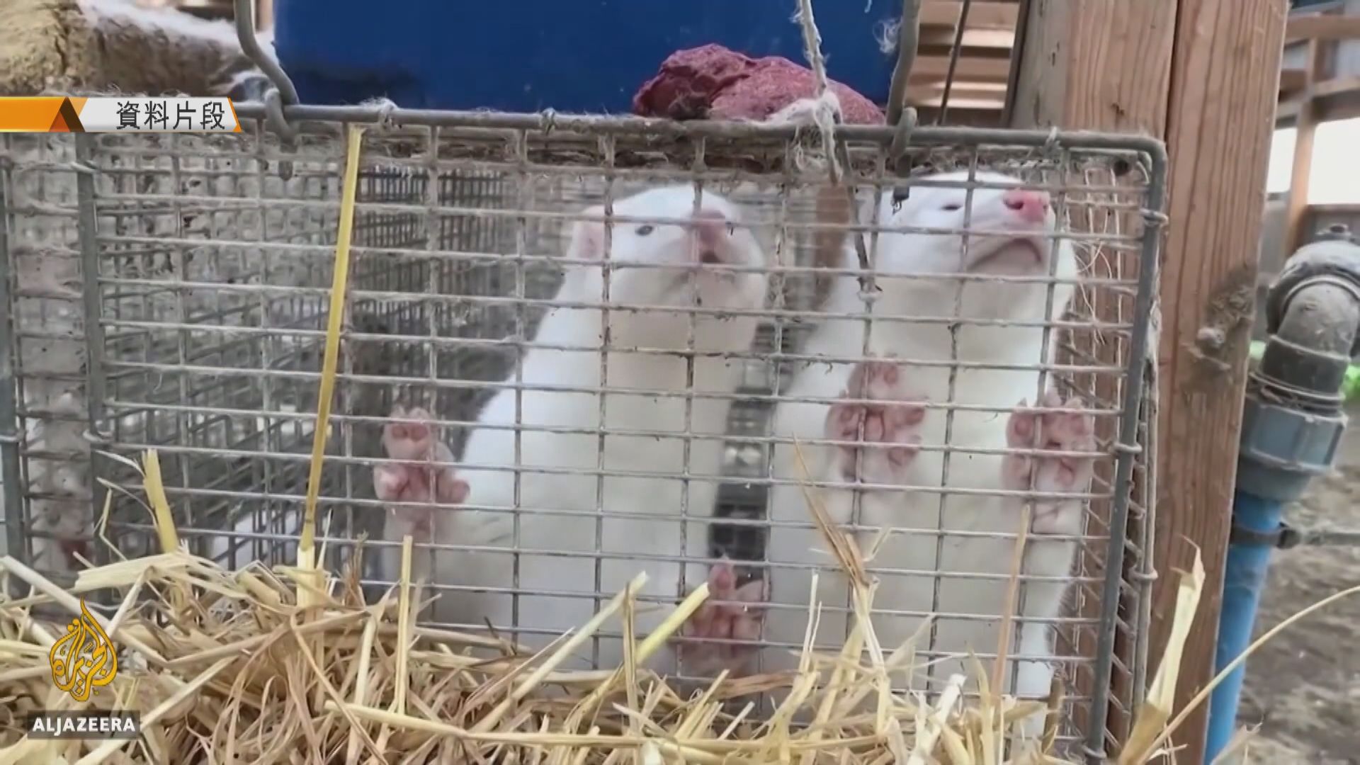 法國首次發現水貂感染新冠病毒