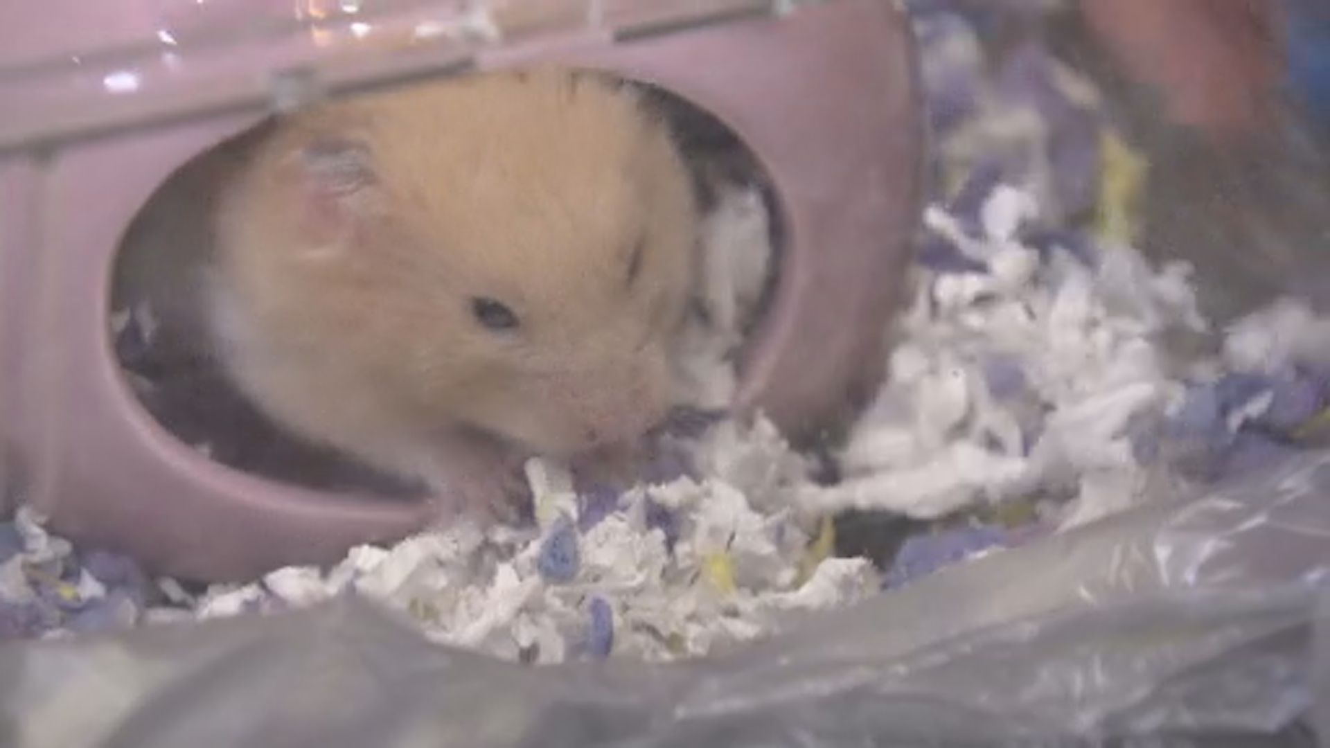 漁護署：一隻由市民交出的倉鼠對新冠病毒呈陽性反應