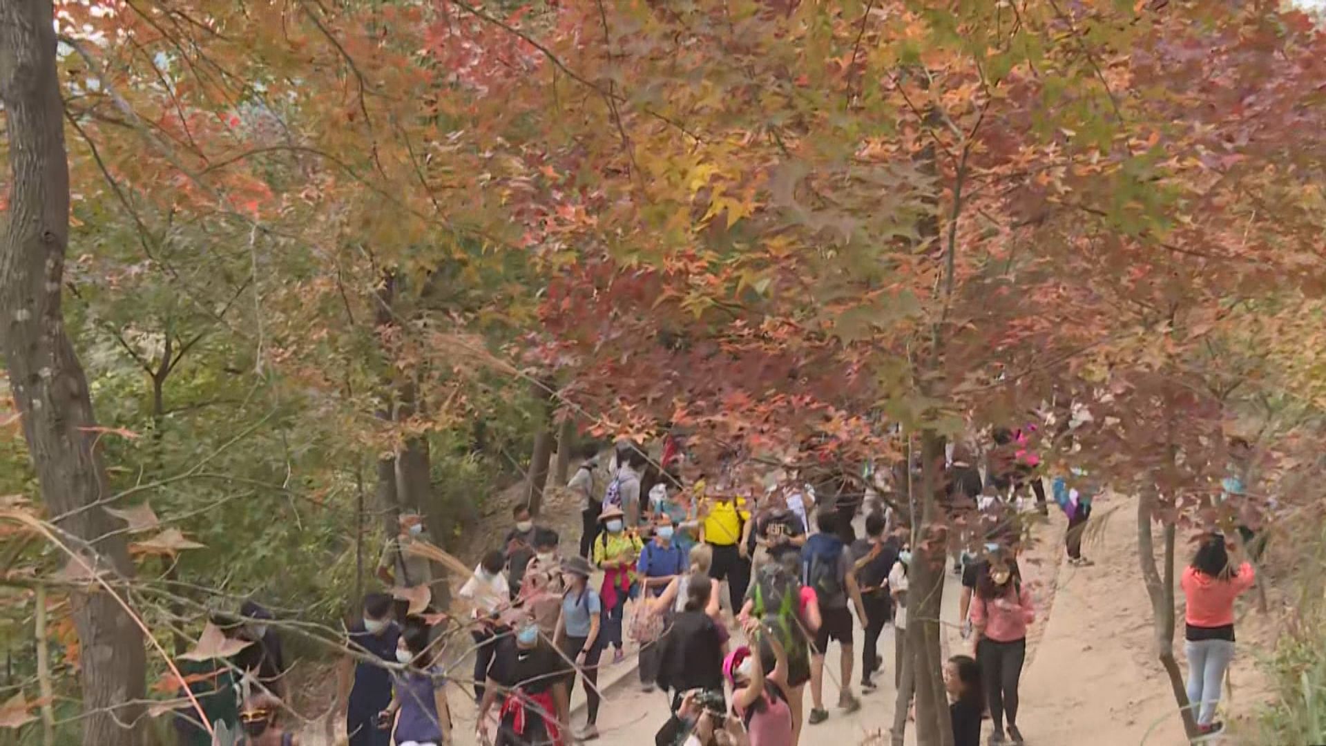 疫情下大棠楓香林擠滿郊遊市民