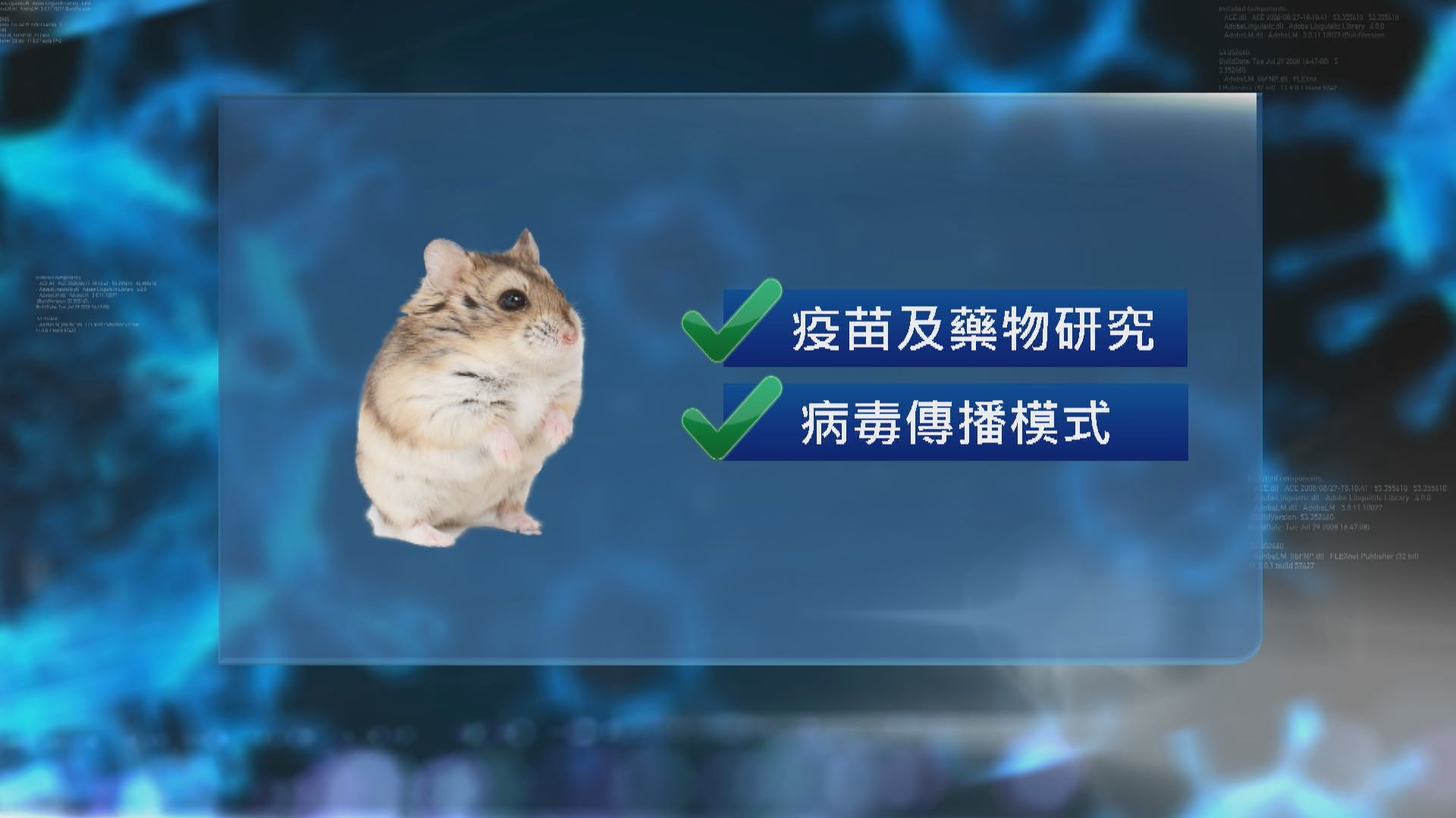 港大研究︰金倉鼠適合用於研究新冠病毒