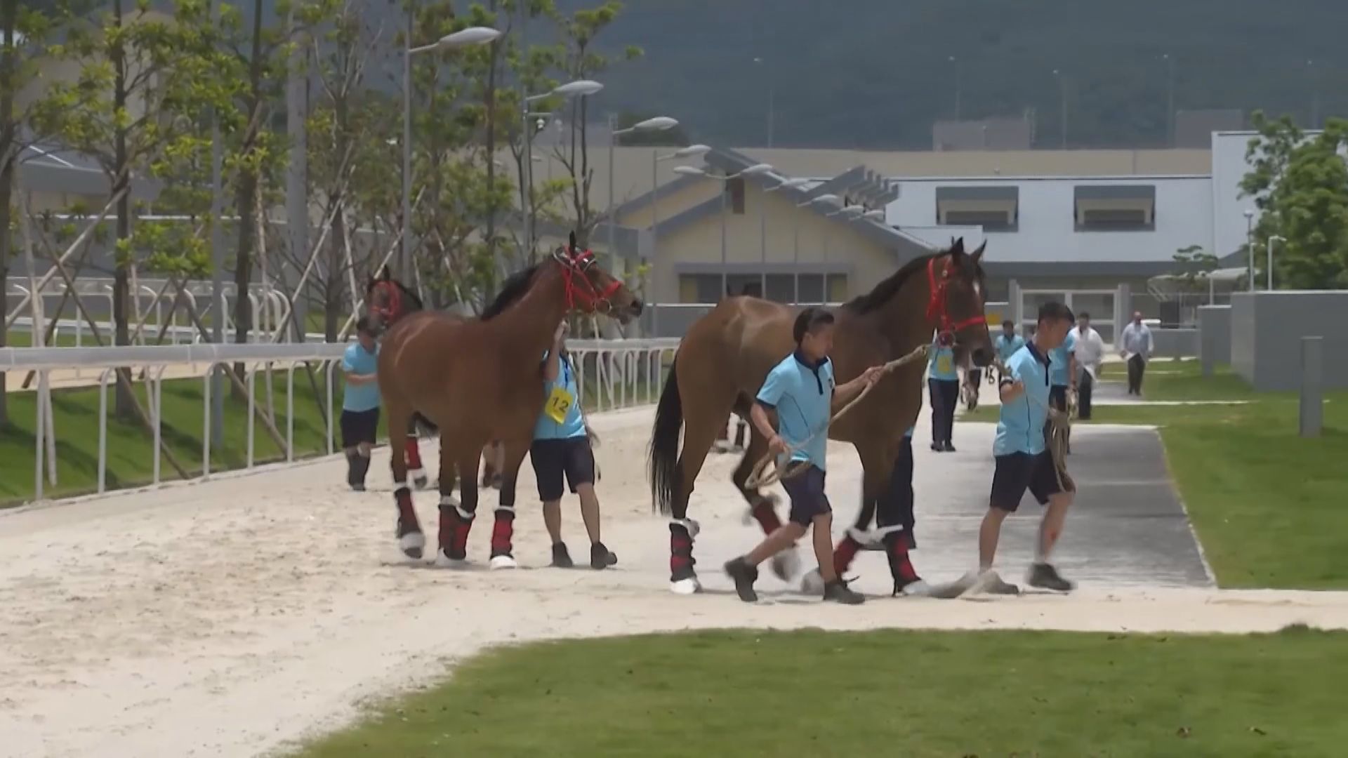 沙田馬場明年翻新　馬會料能加密跨境運送馬匹到從化訓練