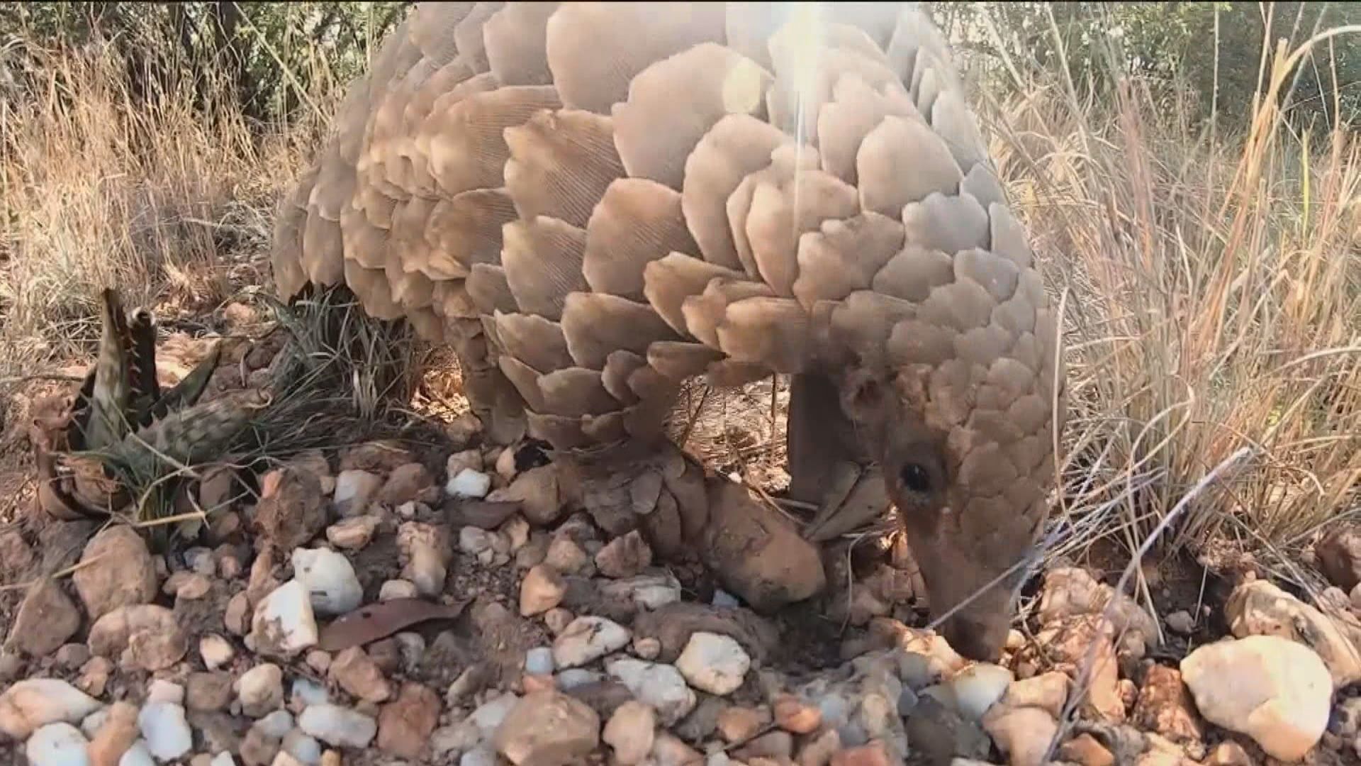 內地研究指穿山甲為新病毒潛在中間宿主