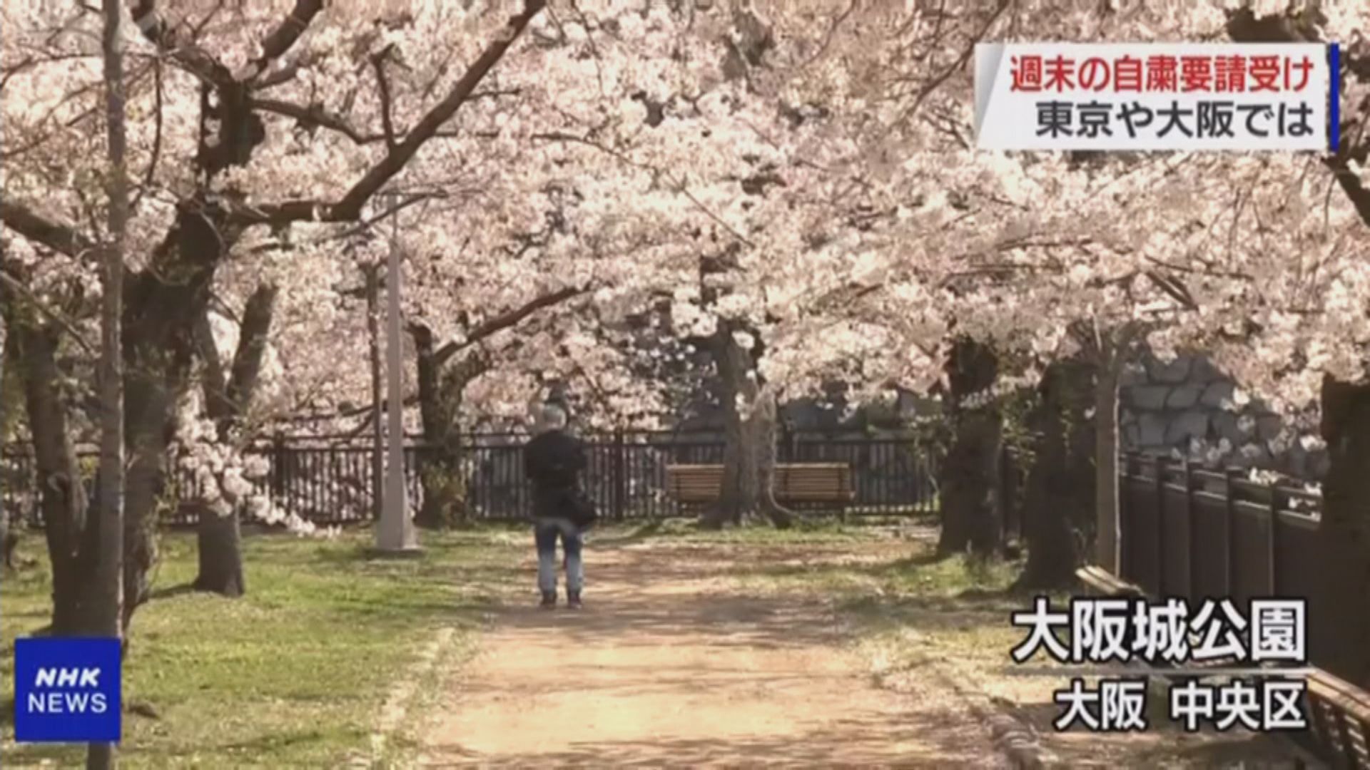 東京都新增確診再破百　疑與民眾賞櫻有關