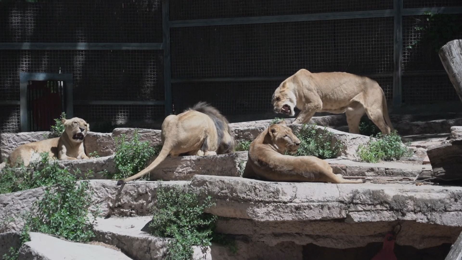 西班牙有四隻獅子感染新冠病毒