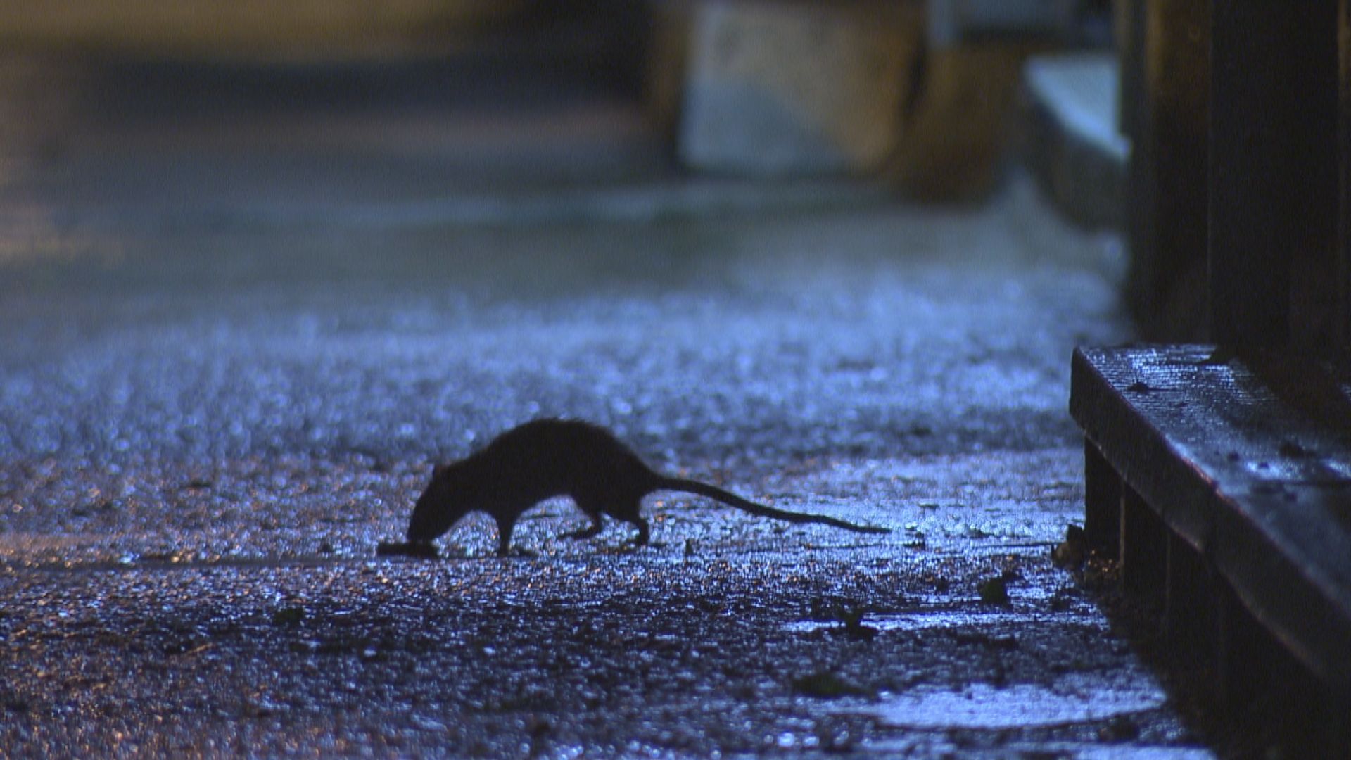 Omicron或源於老鼠　其亞變種BA.2傳播力更強須加倍警惕