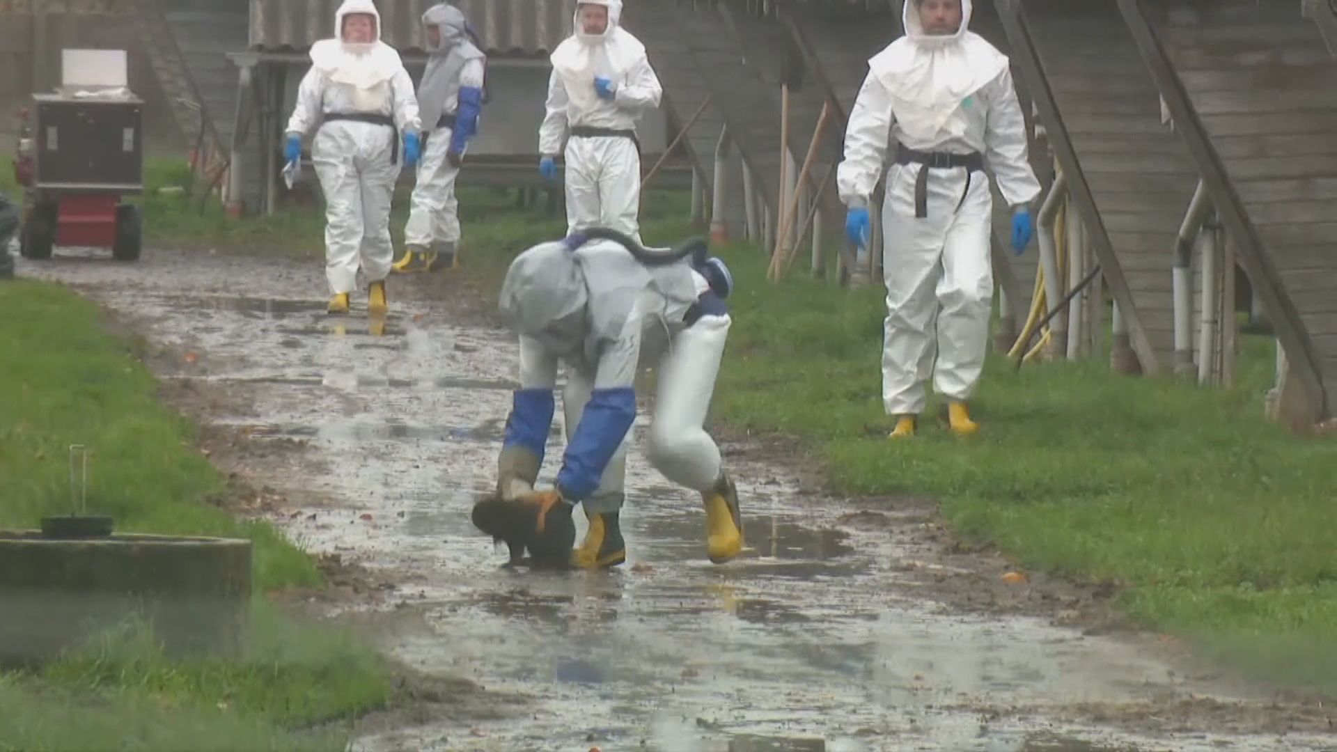 世衛：丹麥水貂新冠病毒暫未見異常