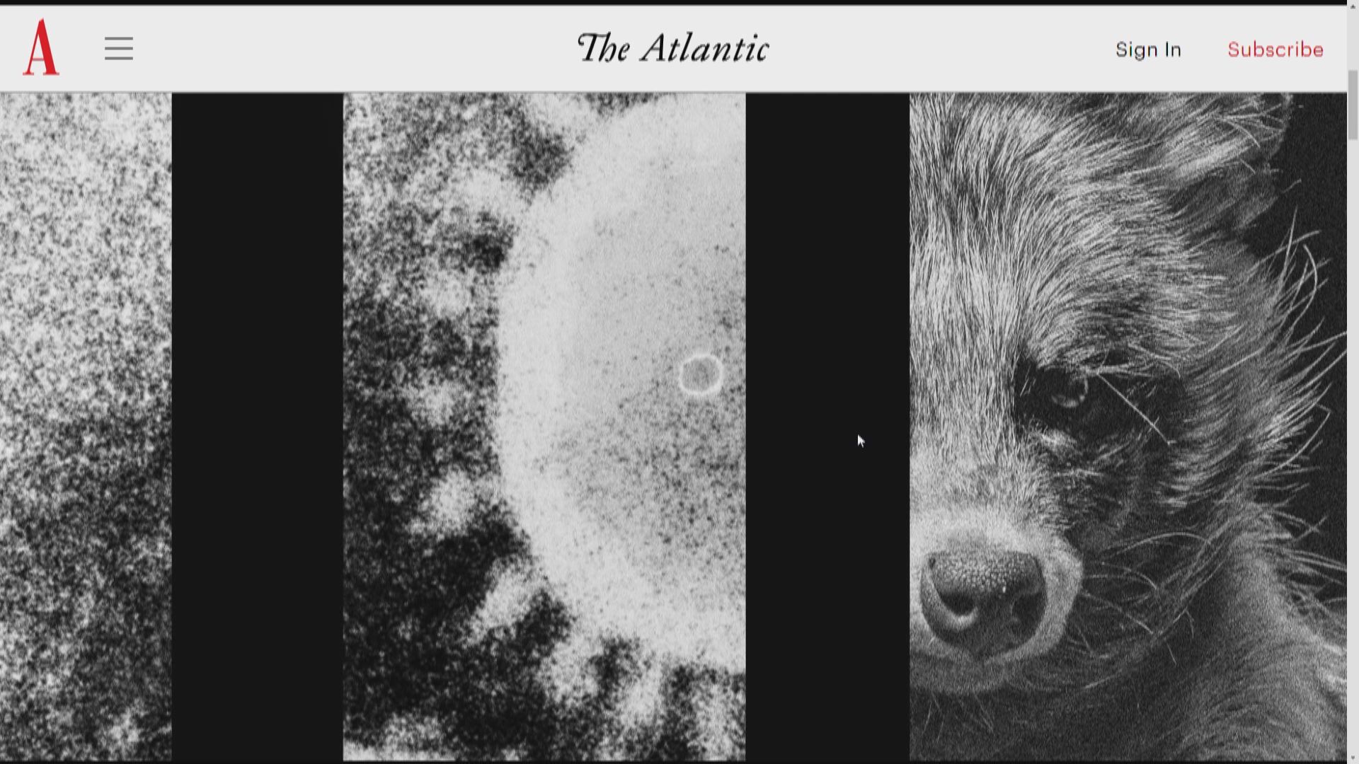 科學家發現華南市場貉基因混合新冠病毒　世衛總幹事促中國分享基因樣本資料