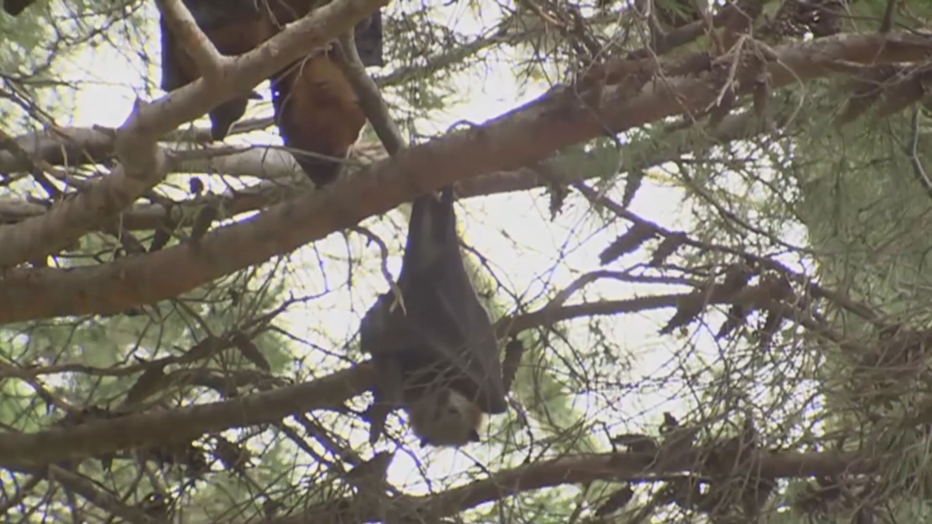 中國學者推測新型冠狀病毒自然宿主為蝙蝠