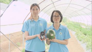 漁護署有機西瓜節周五起舉行　推四款香甜西瓜、新品種「熱研2K」首登場