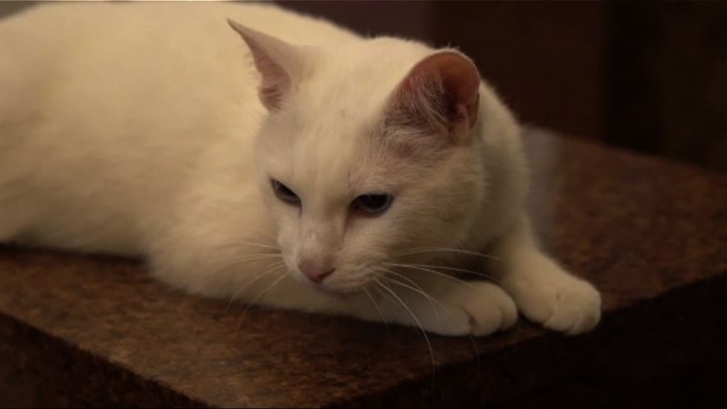 俄羅斯明星貓猜中三場世界盃賽果