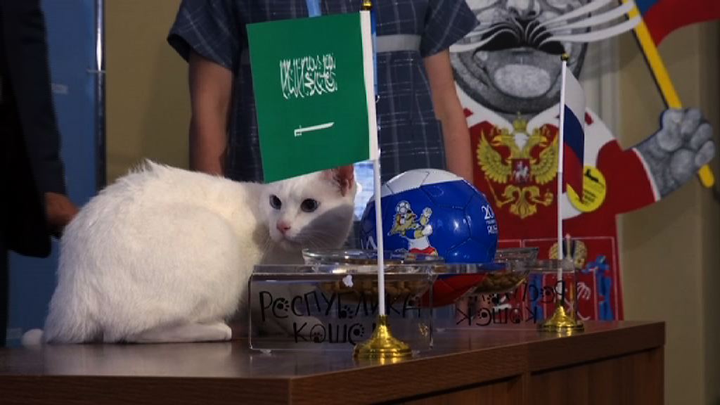 俄羅斯失聰白貓預測世界盃賽果