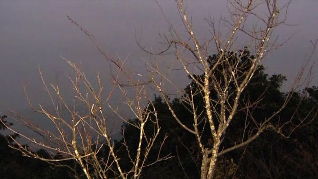 寒冷天氣警告生效　新界北未見結霜