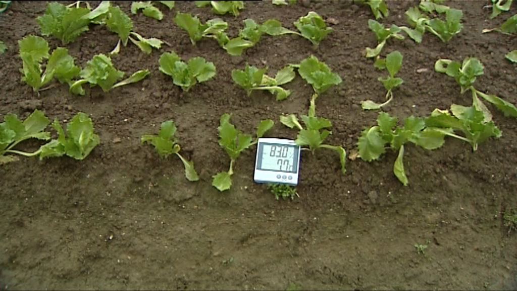 天文台一度發霜凍警告　菜農花農收成受影響