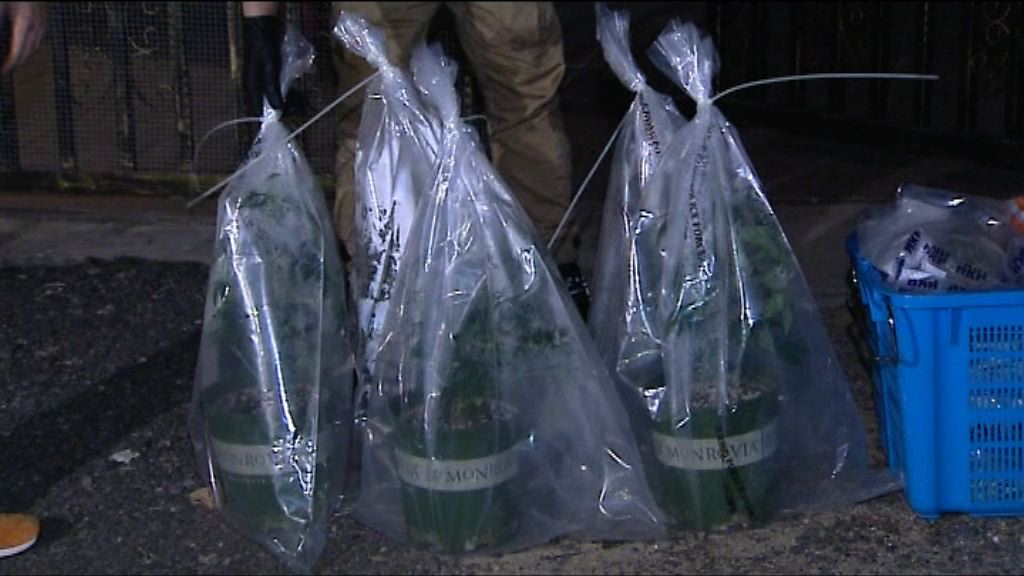 警方凌晨再檢獲非法種植大麻