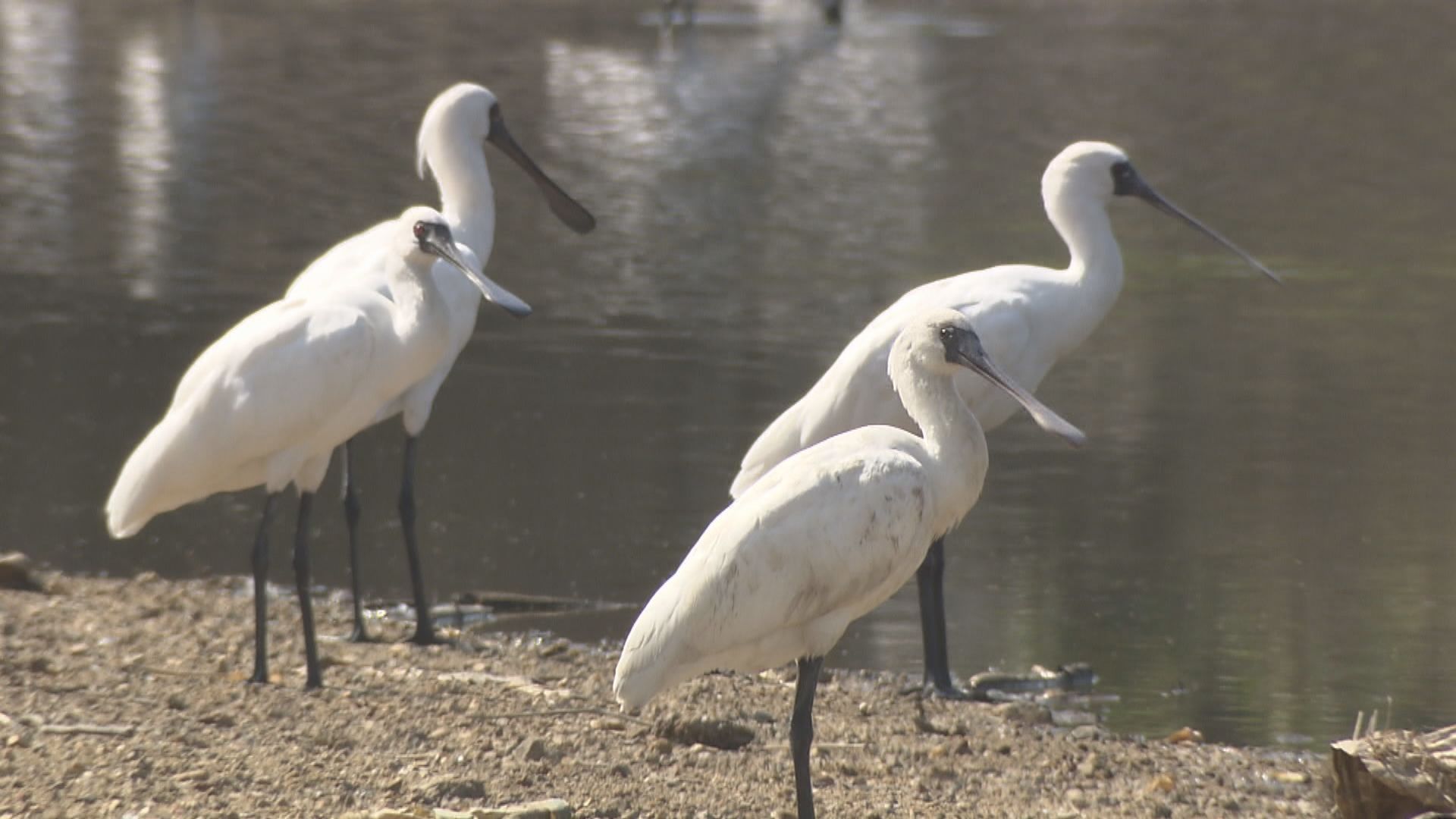 濕地公園黑臉琵鷺屍體對H5N1病毒測試呈陽性反應