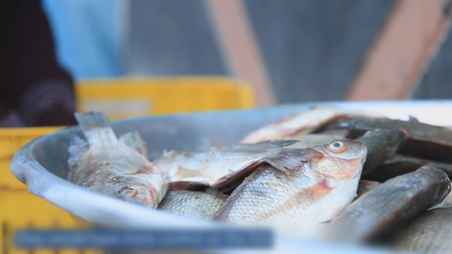 推廣大小魚混養法改善貧民營養和收入　營養學家獲頒世界糧食獎