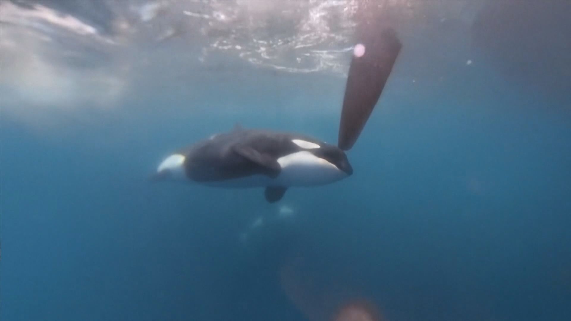 荷蘭帆船遭殺人鯨「攻擊」場面驚險