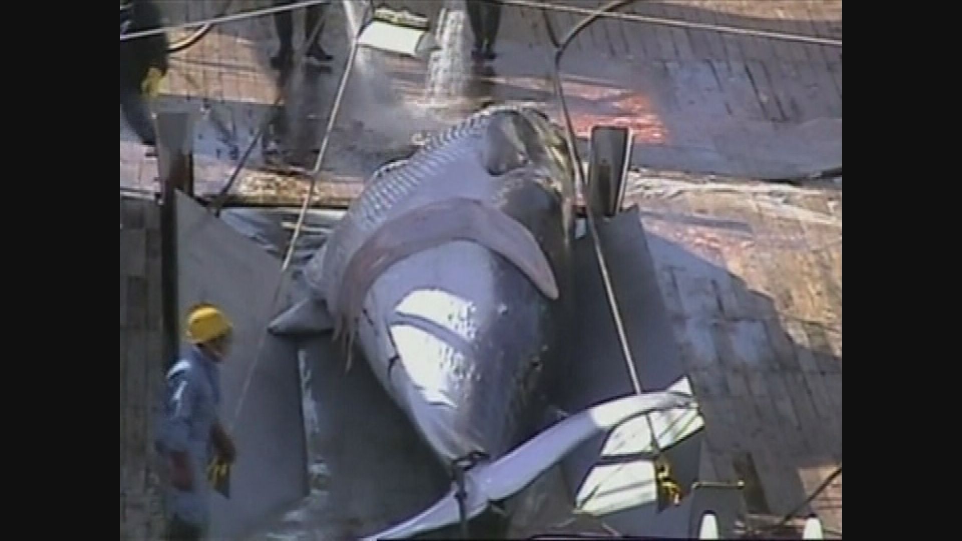 日本倡議廢除商業捕鯨禁令