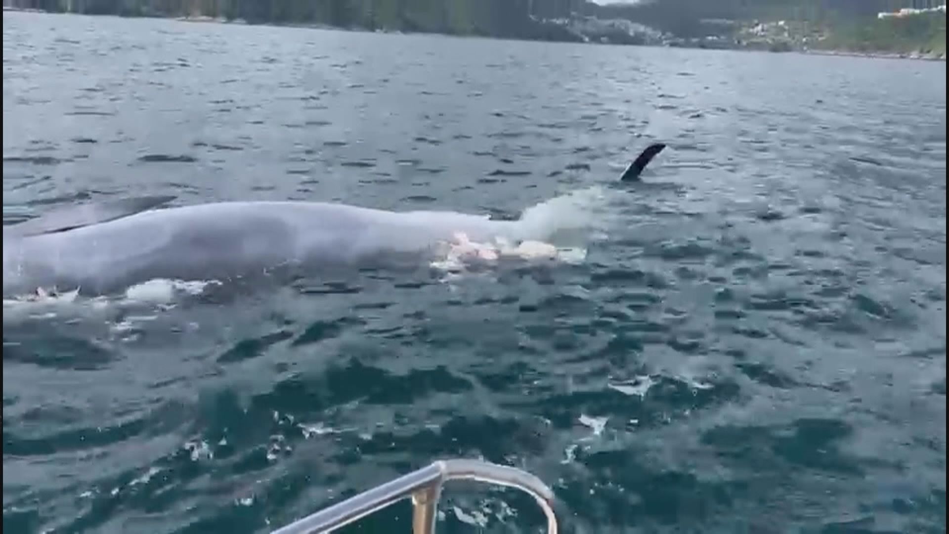 西貢牛尾洲對開海面發現鯨魚屍體