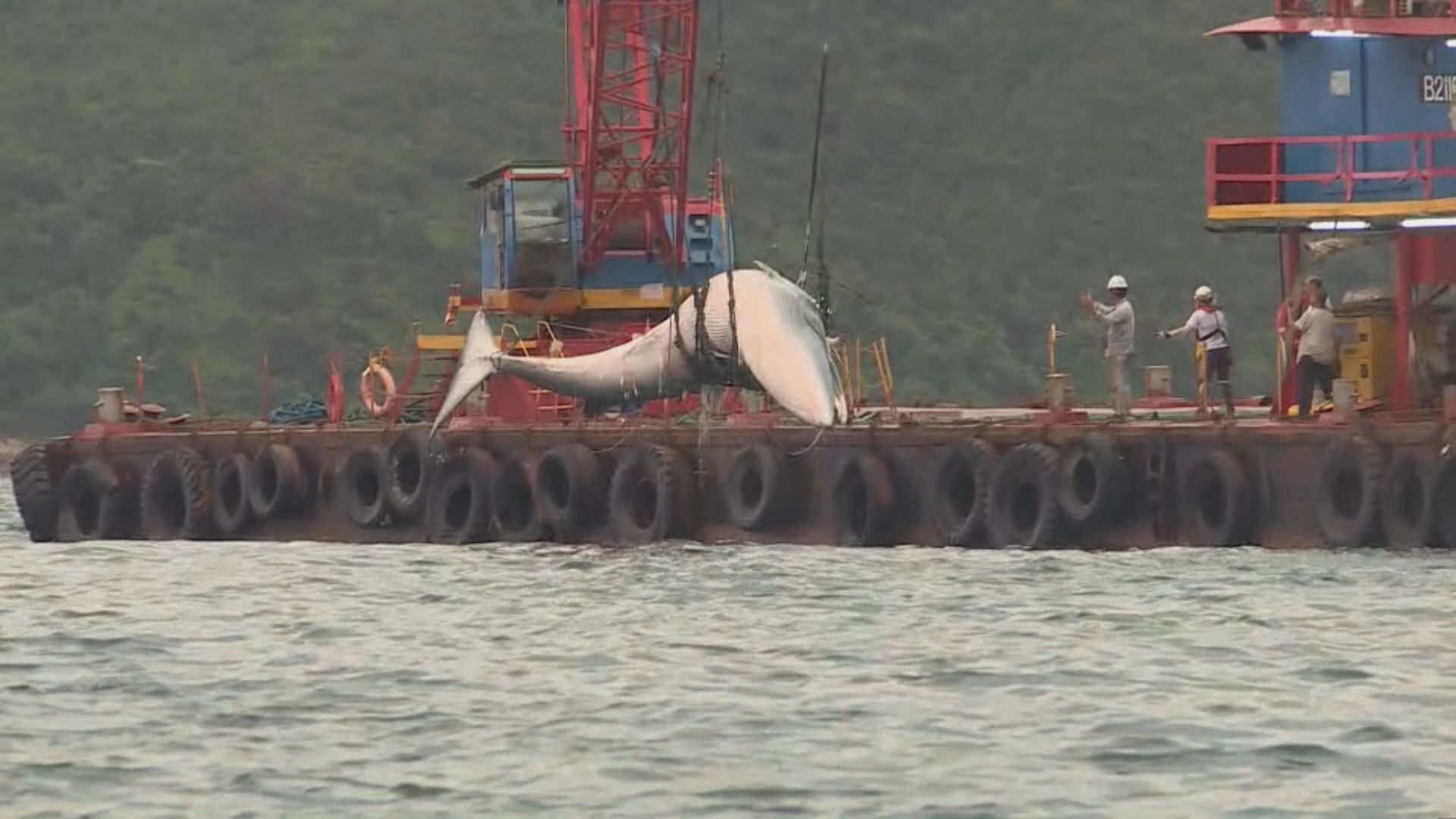 西貢牛尾洲海面發現鯨魚屍體 料是早前出沒的布氏鯨 