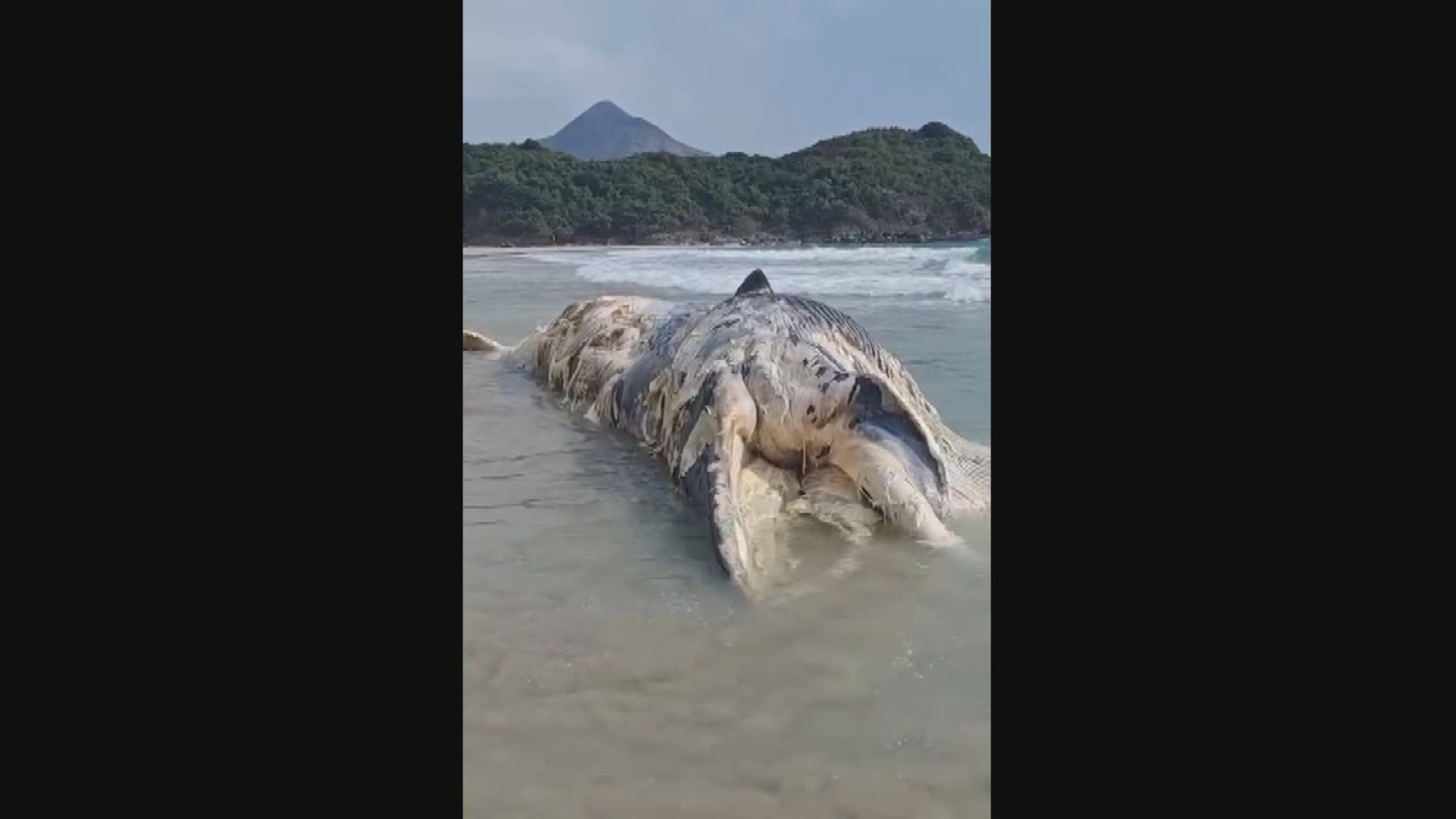 西貢鹹田灣發現爛鯨魚屍體　海洋公園及漁護署到場處理
