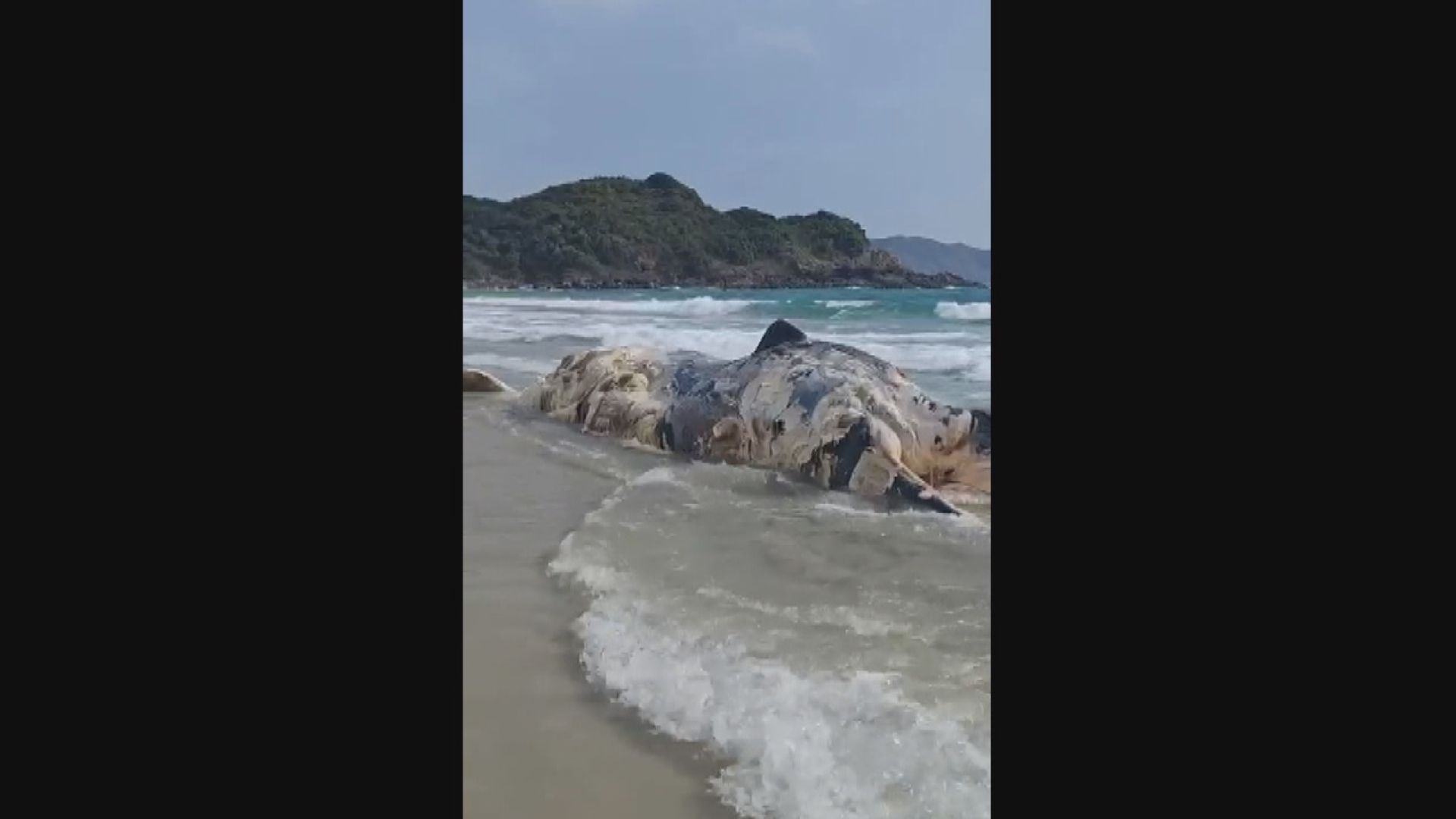 漁護署已完成西貢鹹田灣鯨魚屍體棄置及清理