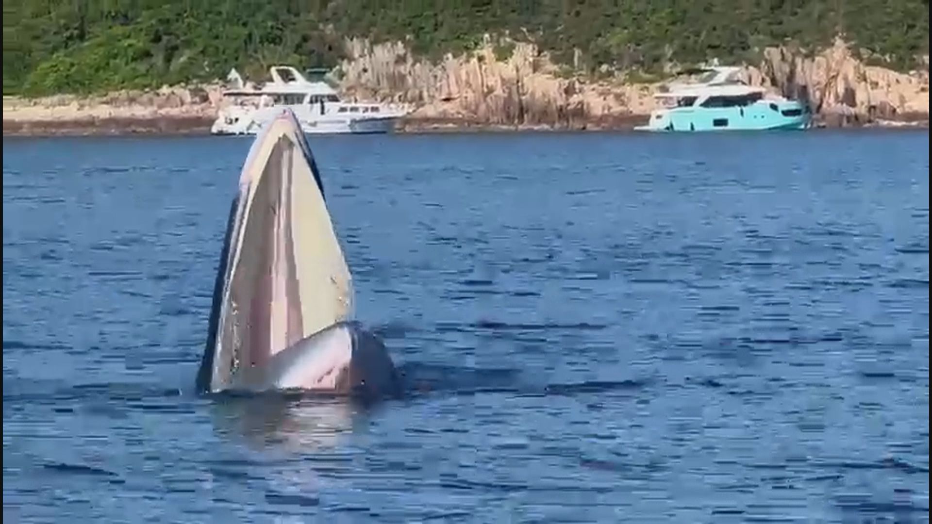 西貢海域昨現鯨魚蹤影