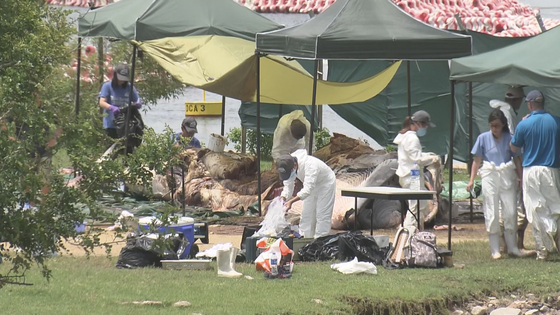 西貢鯨魚屍體萬宜水庫西壩解剖