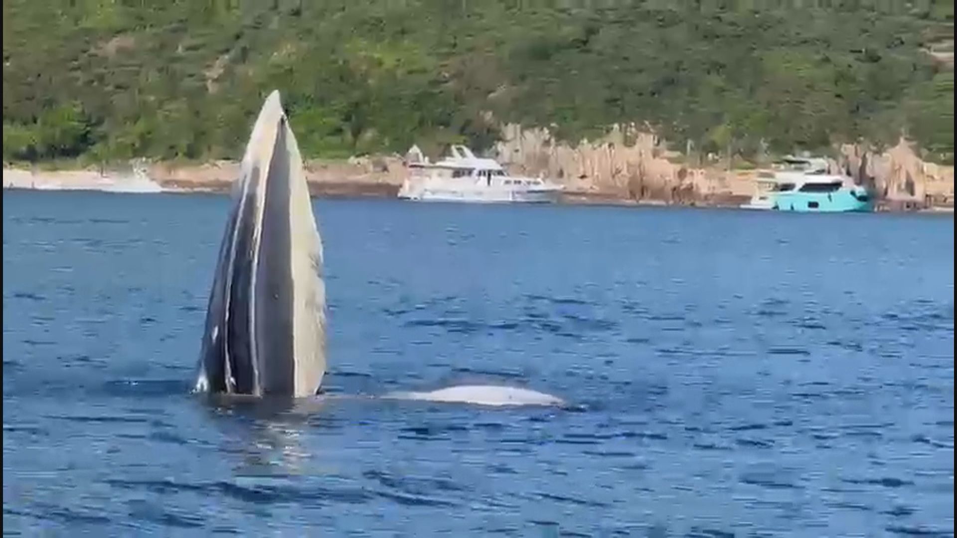 西貢觀鯨團隨鯨魚離世終告一段落