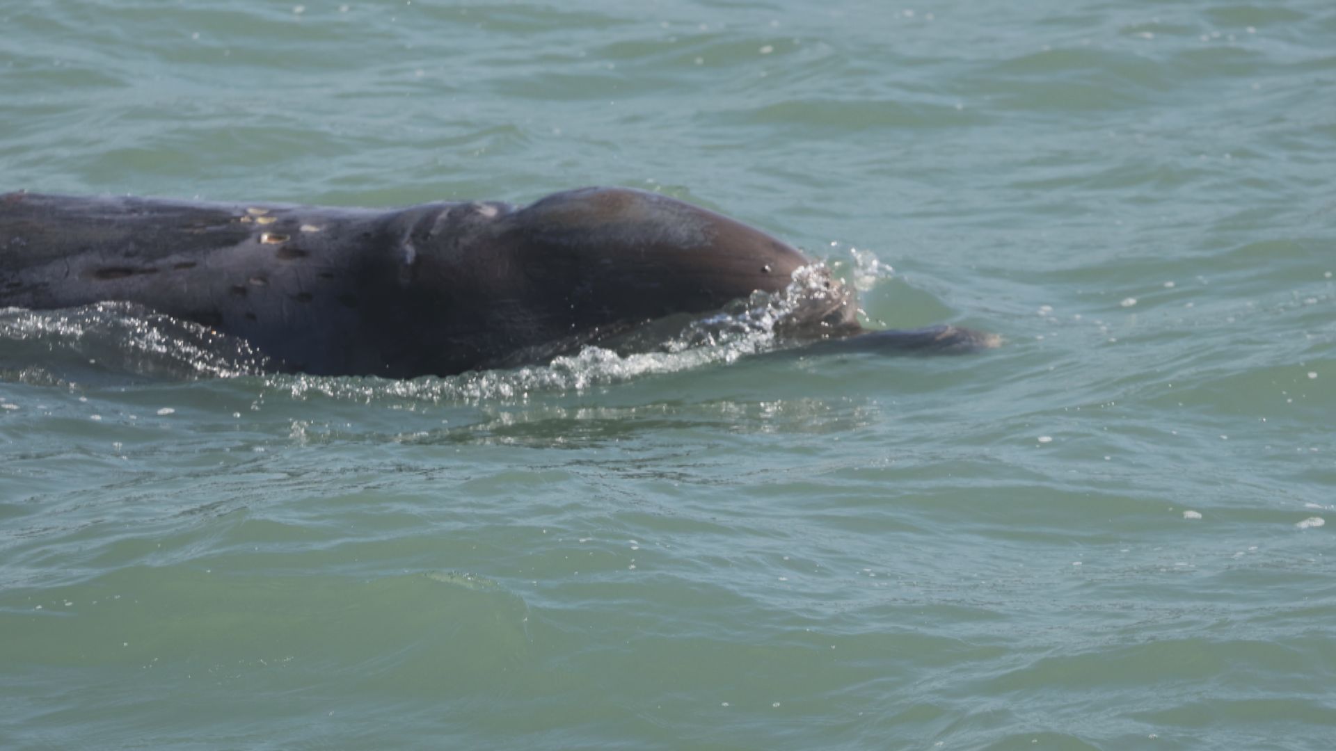香港海豚保育學會估計擱淺鯨魚屬罕見「朗氏印太喙鯨」
