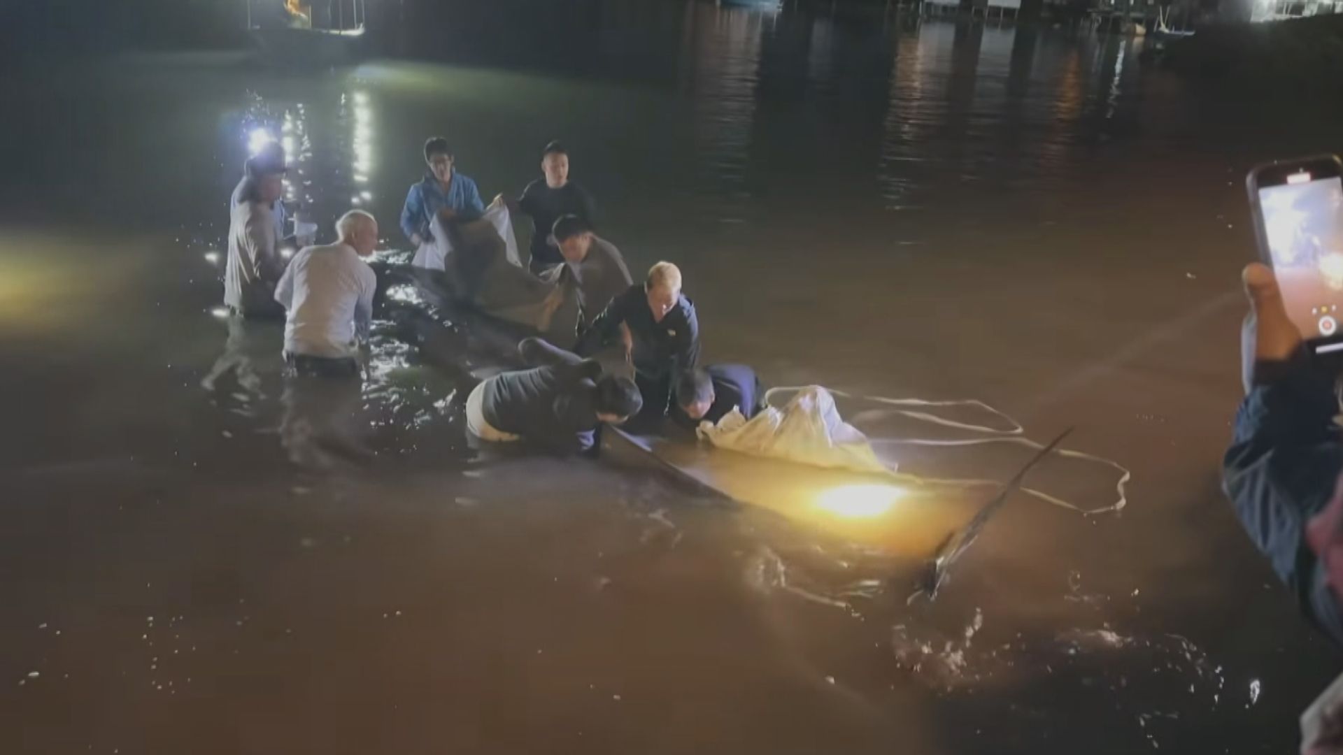 大澳擱淺鯨魚屍體　運抵大欖涌水警基地待解剖