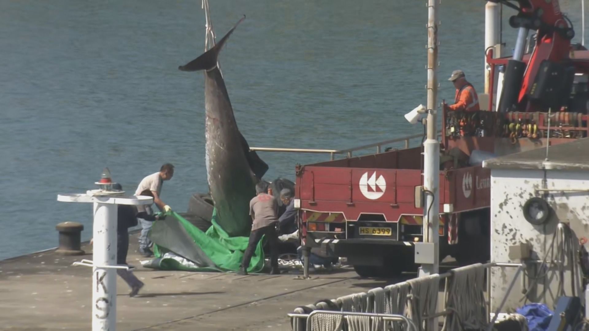 大澳擱淺鯨魚屍體　運抵大欖涌水警基地待解剖