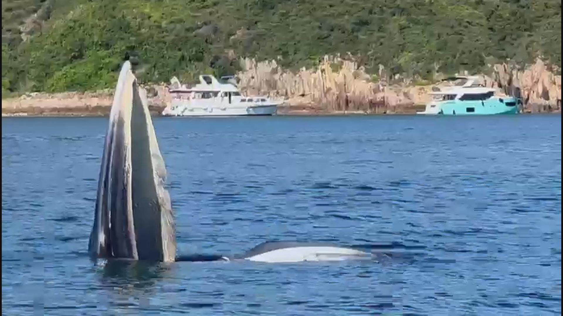 西貢周末水上活動增 市民擔心鯨魚安全