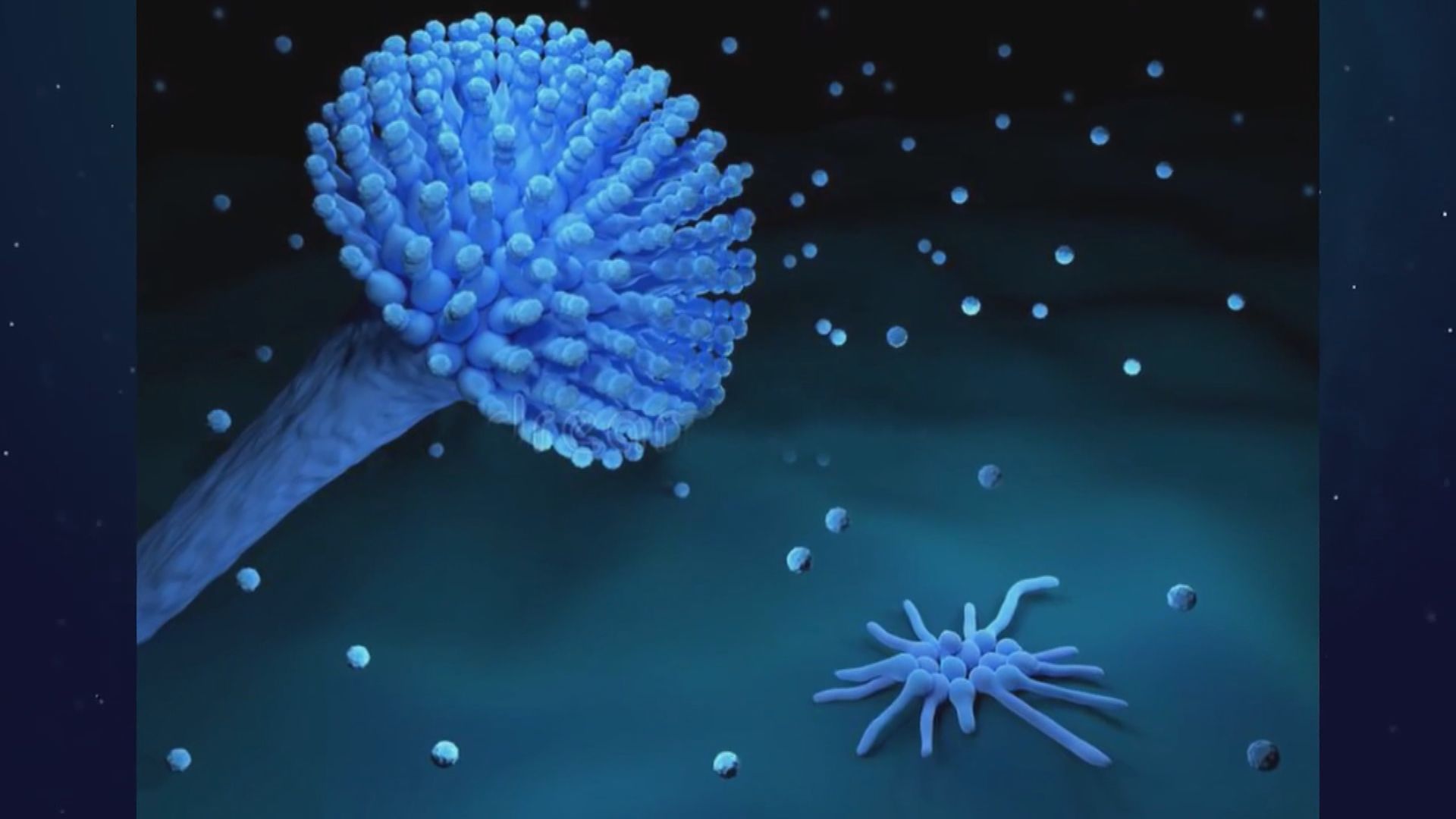 世衛發布首份真菌清單　警告部分菌株抗藥性越來越強