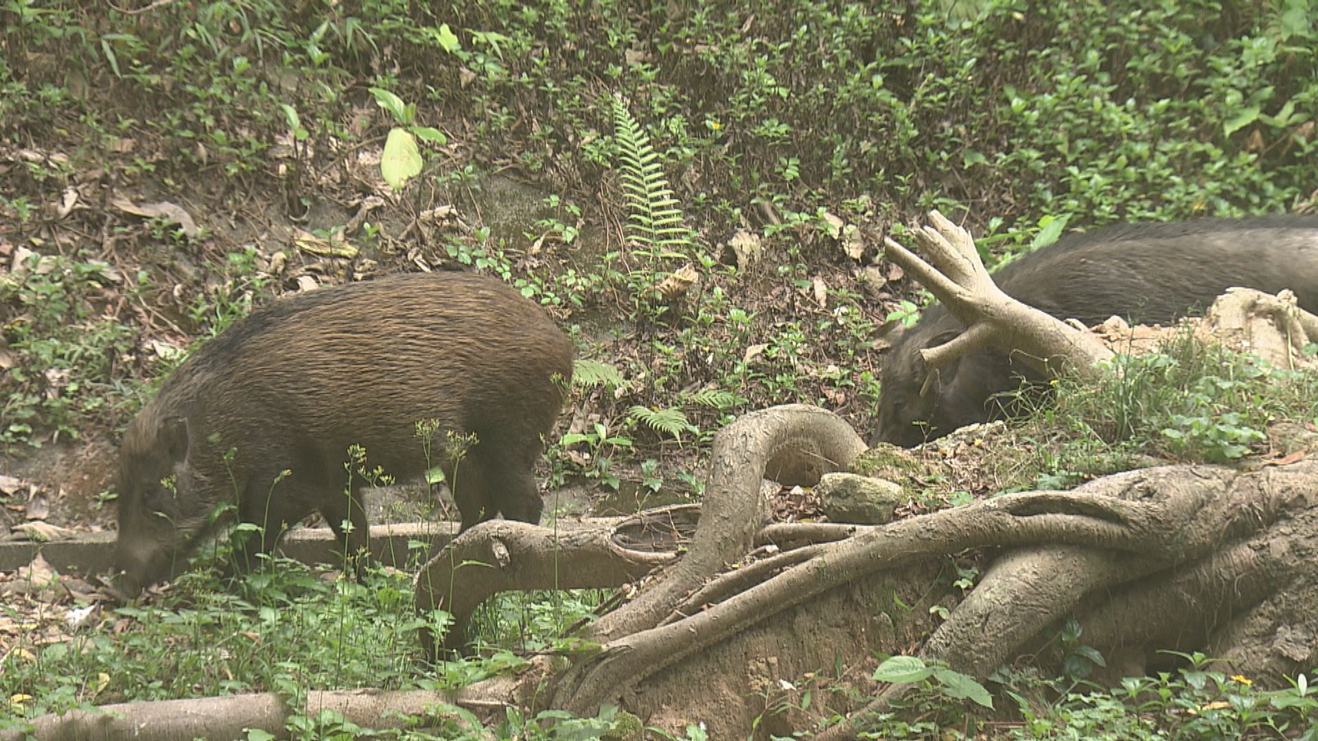 一隻野豬屍體被驗出非洲豬瘟　為本港首宗個案