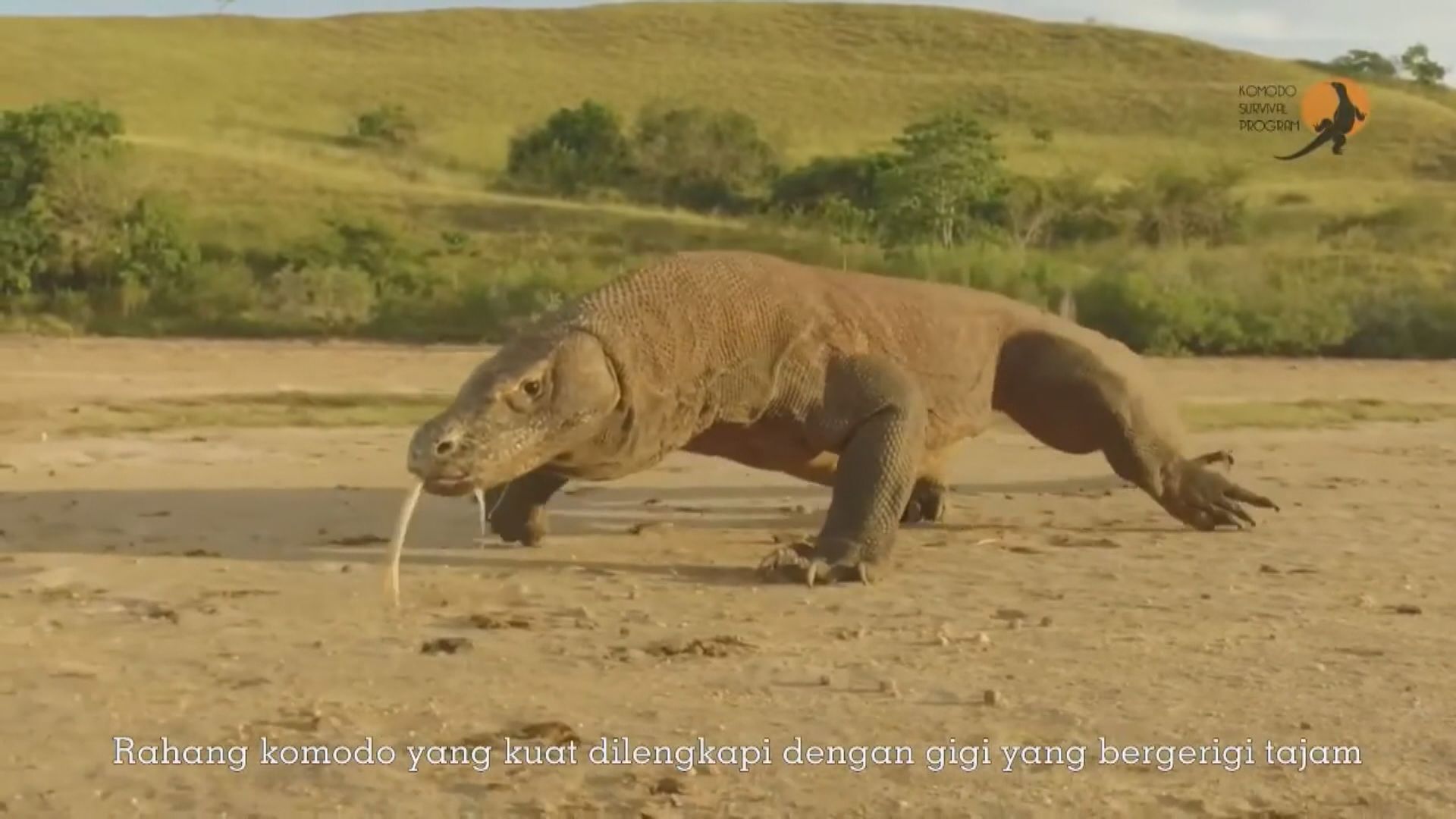 科莫多龍提升至瀕危物種級別