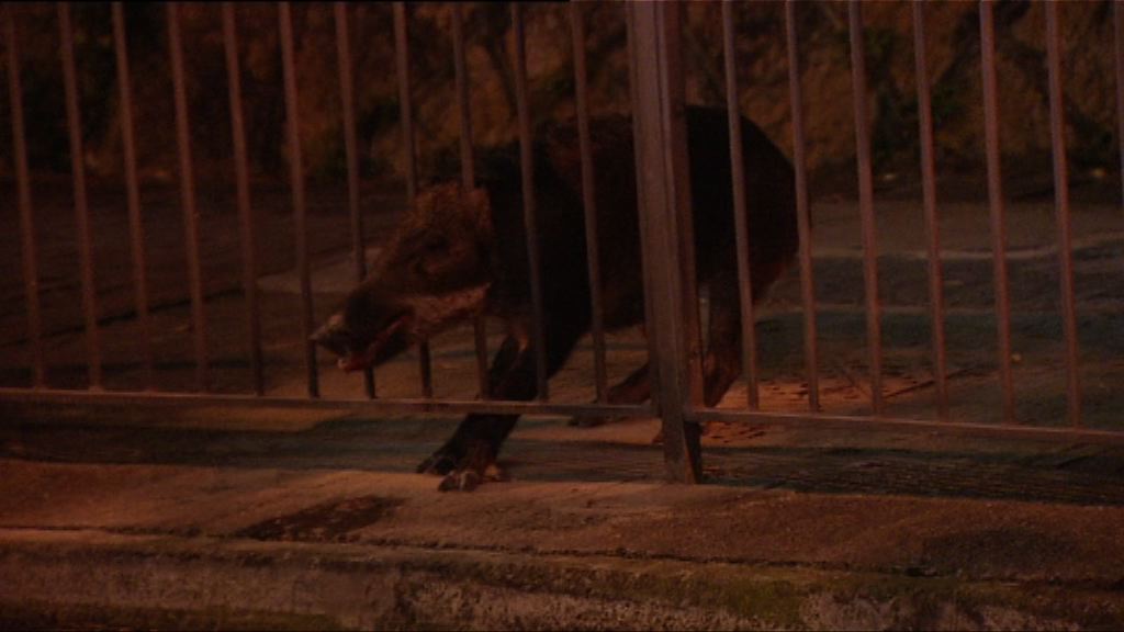 柴灣有野豬被困鐵欄