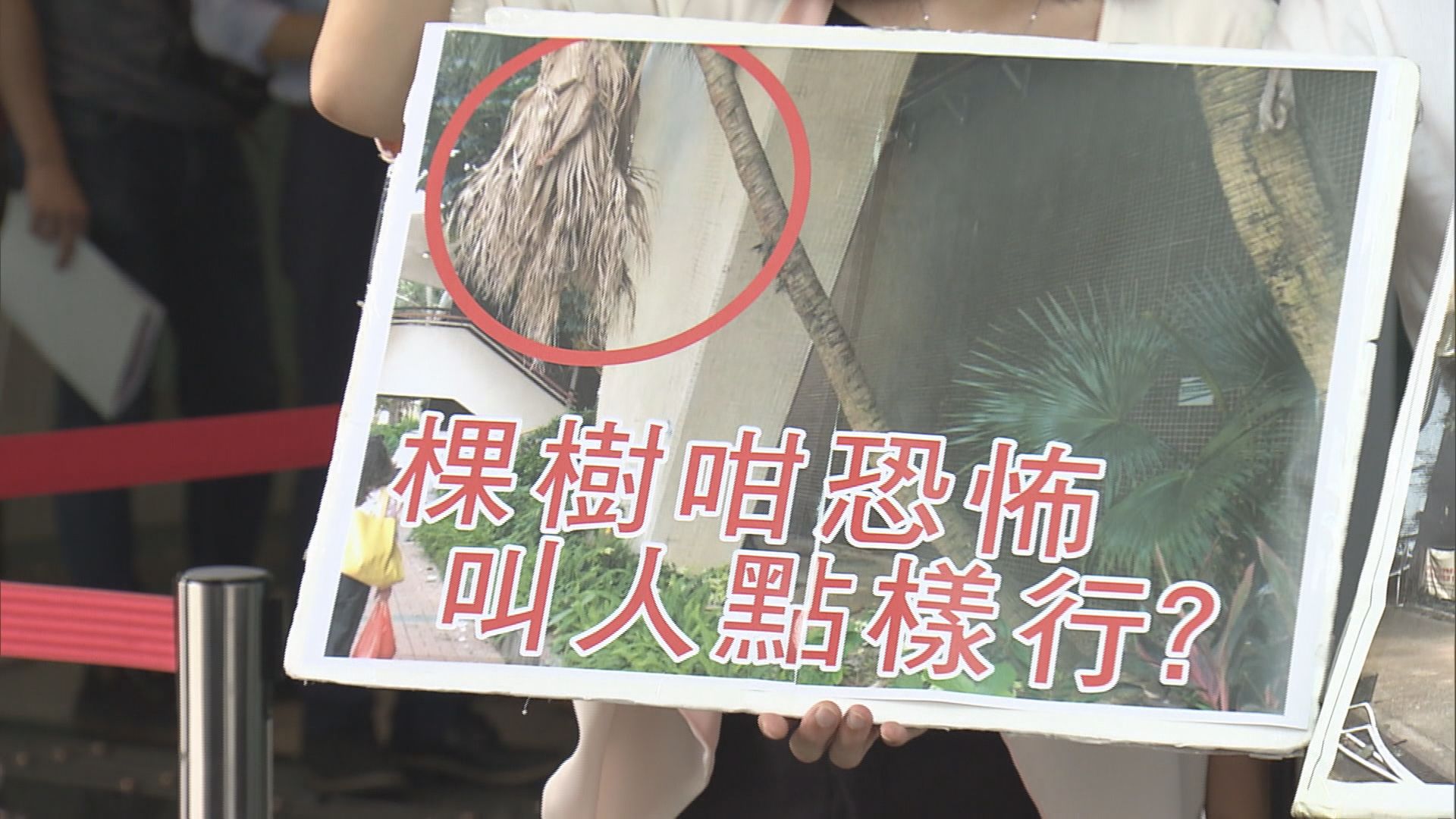 區議員批政府無法催促外判商檢查樹木問題